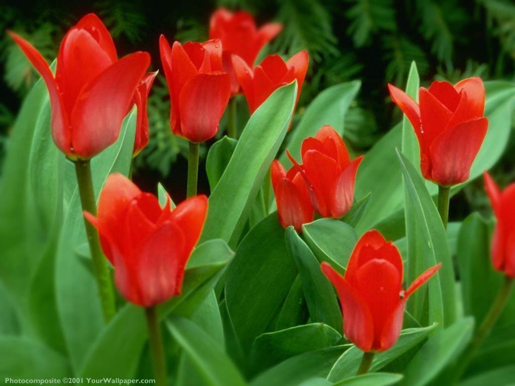 1030x770 Single Red Tulip Wallpaper, Desktop