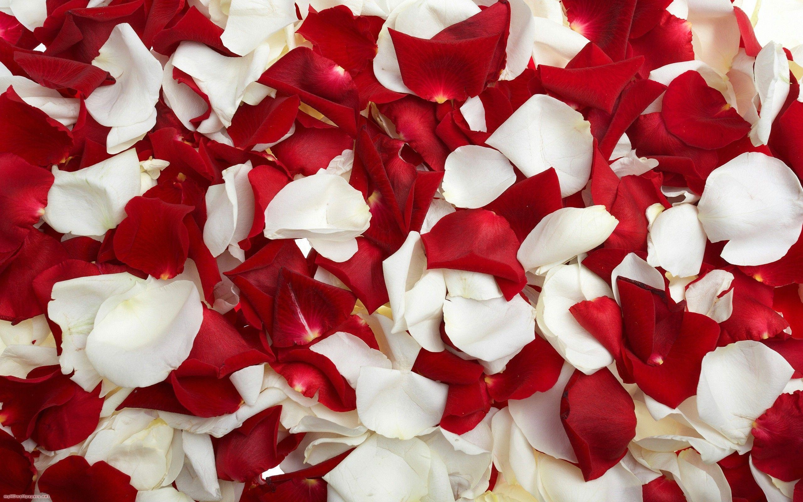 2560x1600 Red and white rose petals Desktop Wallpaper, HD Wallpaper, Desktop