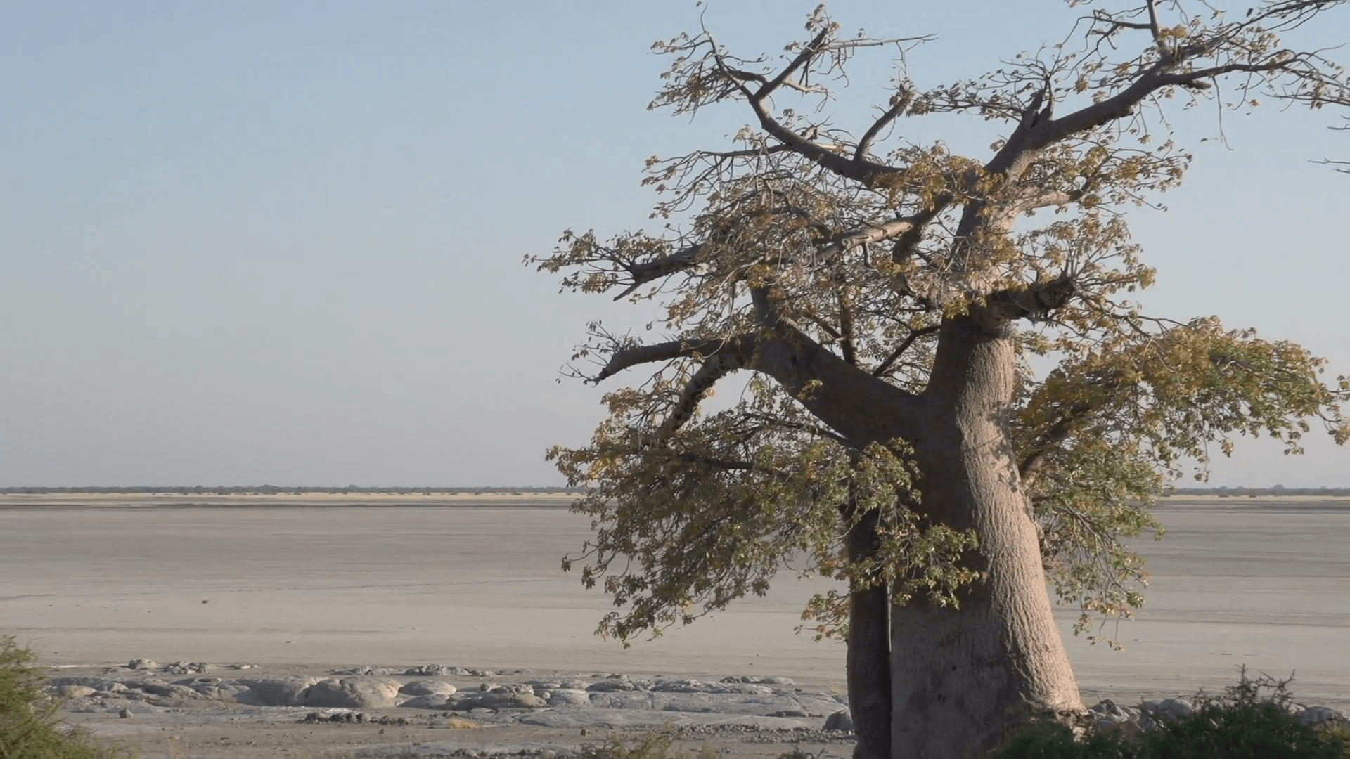 1920x1080 Zoom out on Baobab trees with Makgadikgadi Pans in the background, Desktop