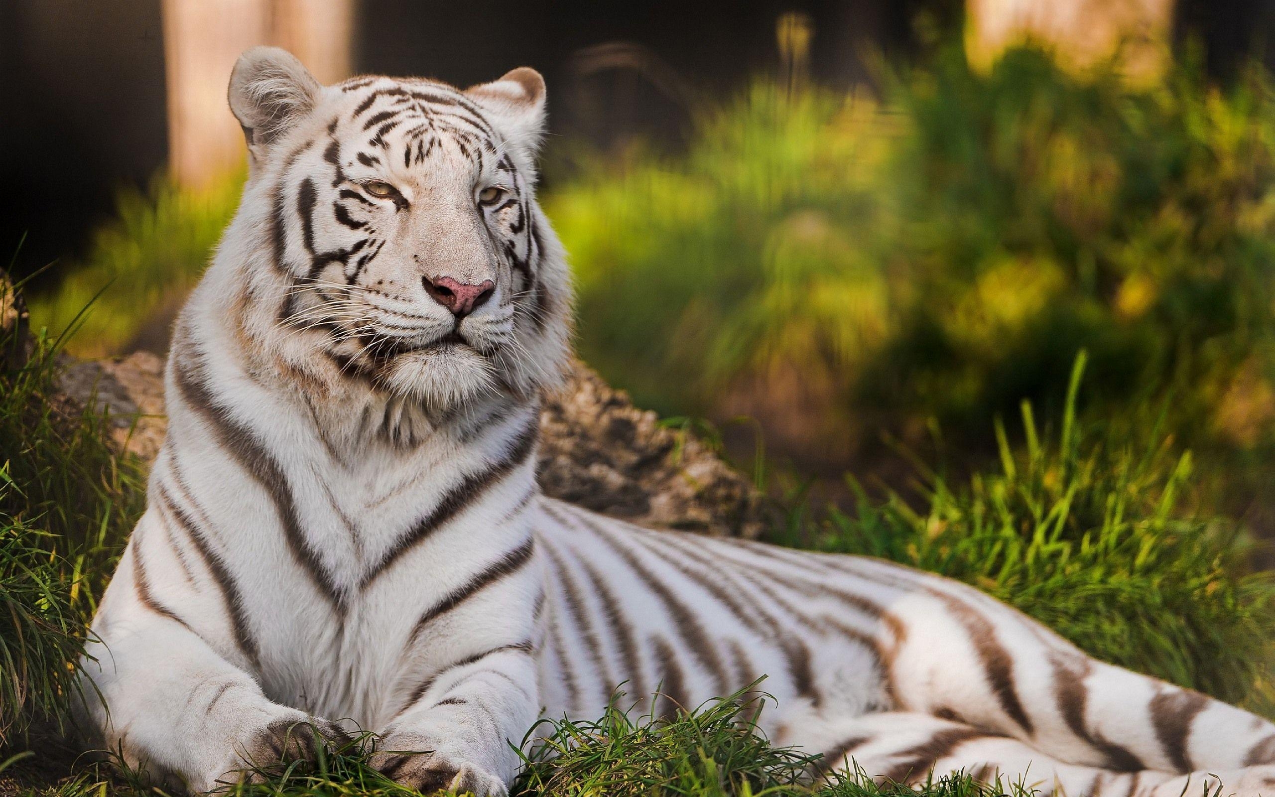 2560x1600 picture of white tigers Desktop Wallpaperk HD, Desktop