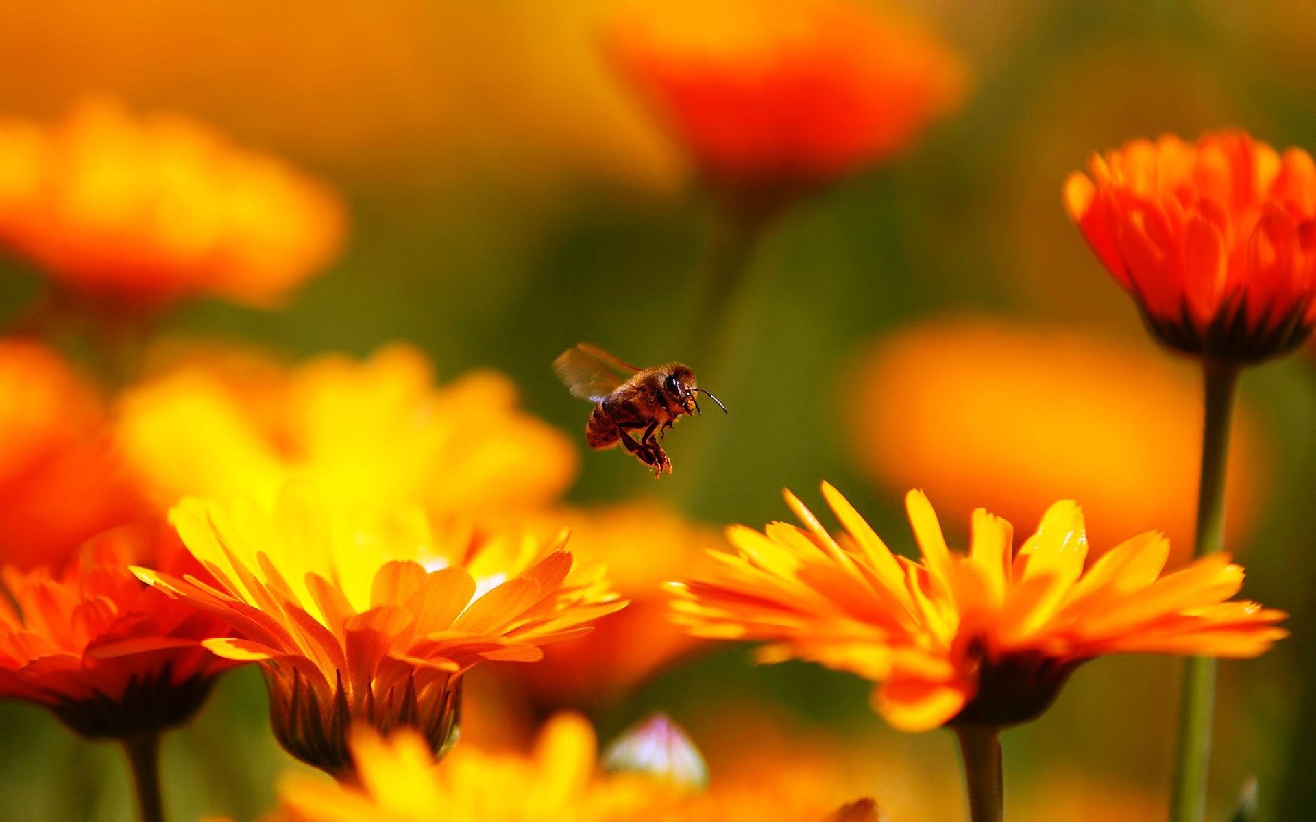 1920x1200 Honey Bees On Flowers, Desktop