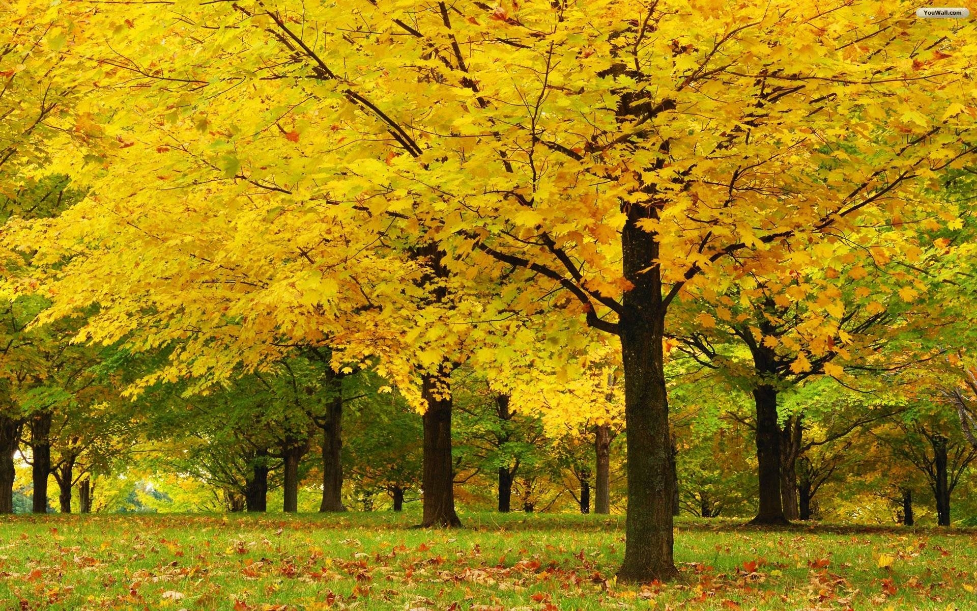 1920x1200 Maple trees HD wallpaper, Desktop