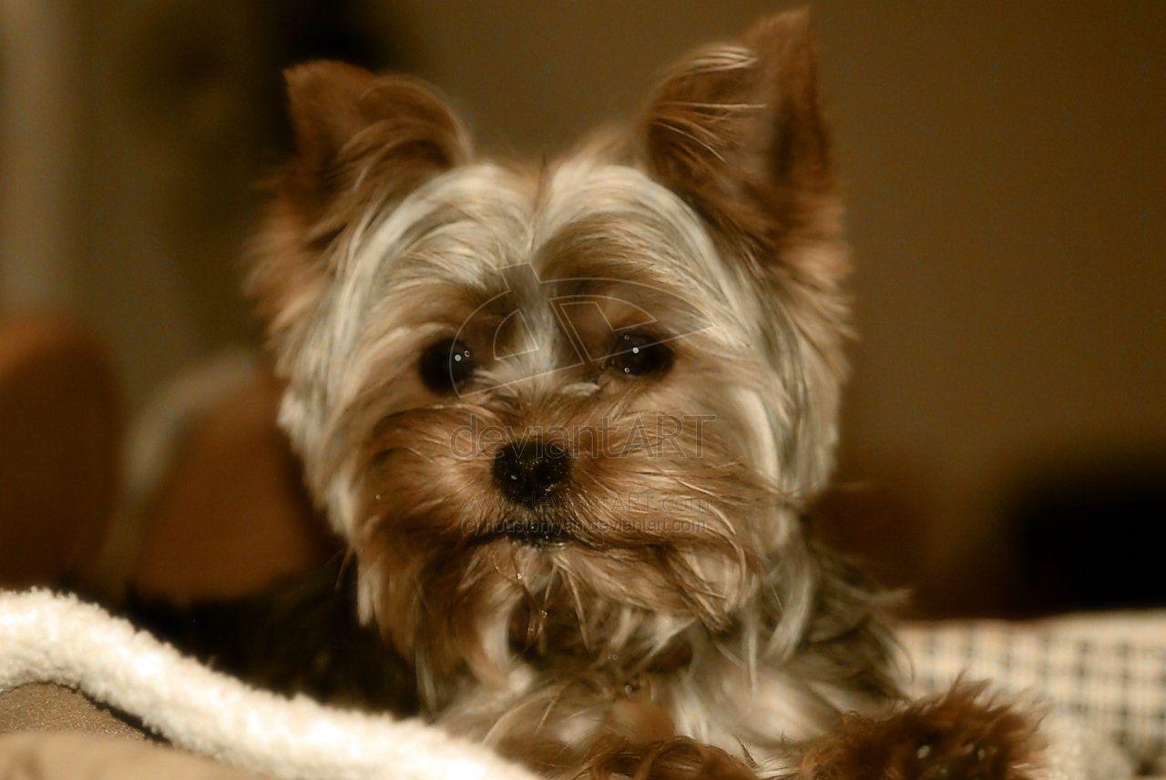 1280x860 Yorkie Desktop Wallpaper, Desktop