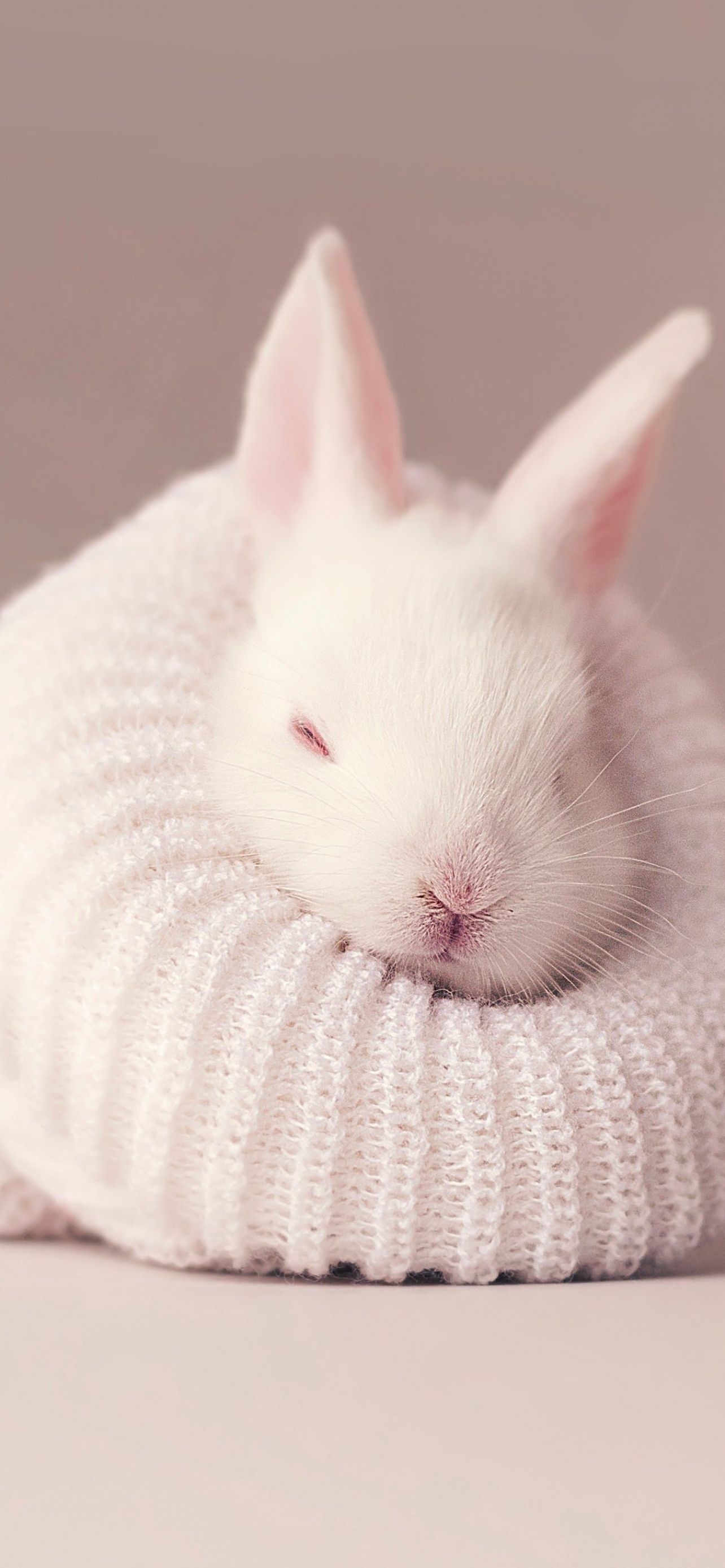 1290x2780 White rabbit Wallpaper 4K, Newborn, Baby bunny, Sock, Cute bunny, Aesthetic, Animals, Phone