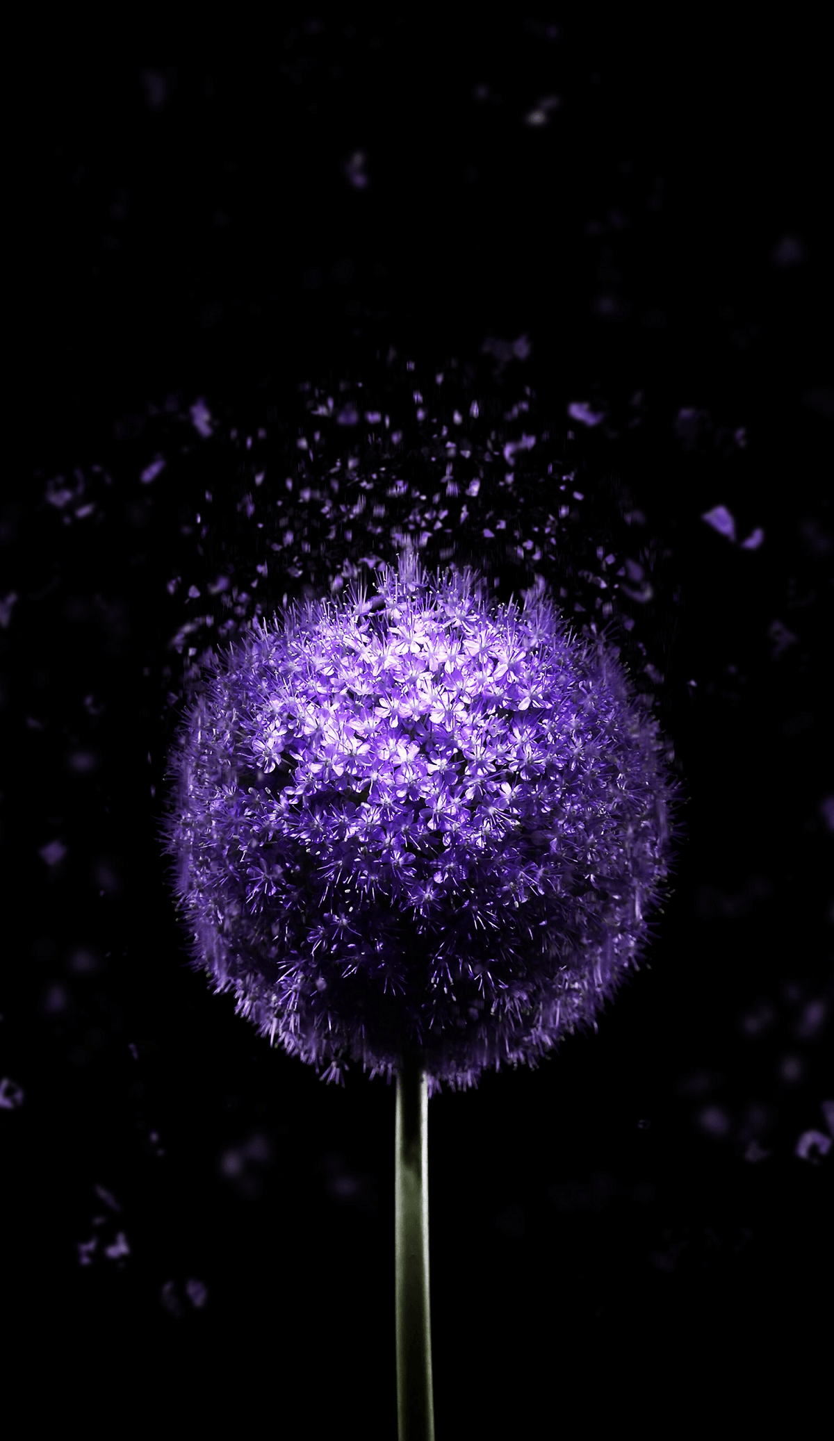 1200x2080 Violet Flower 4k Amoled Wallpaper Wallpaper For Oled Screen, Phone