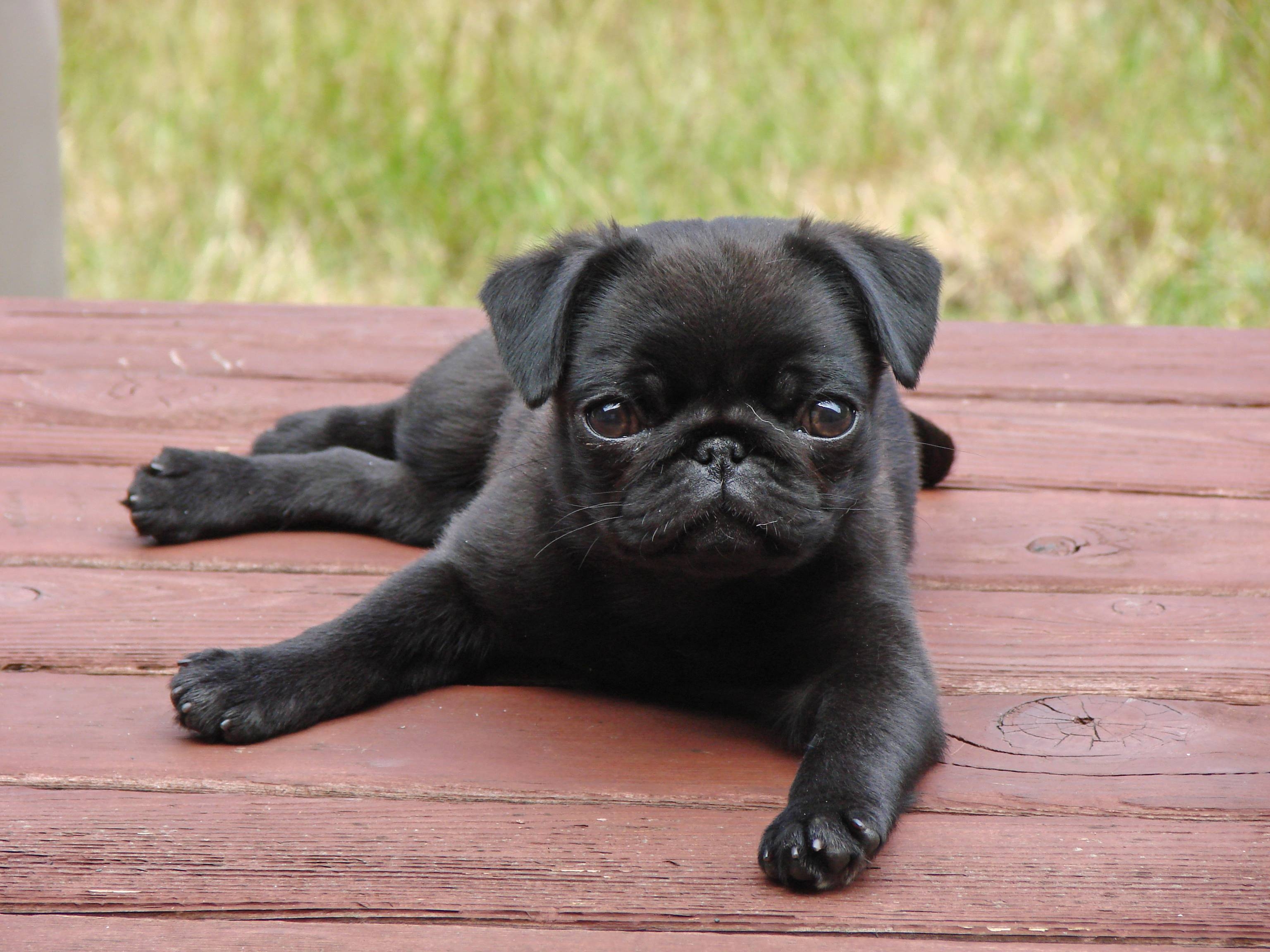 3080x2310 Pug Puppies Wallpaper, Desktop