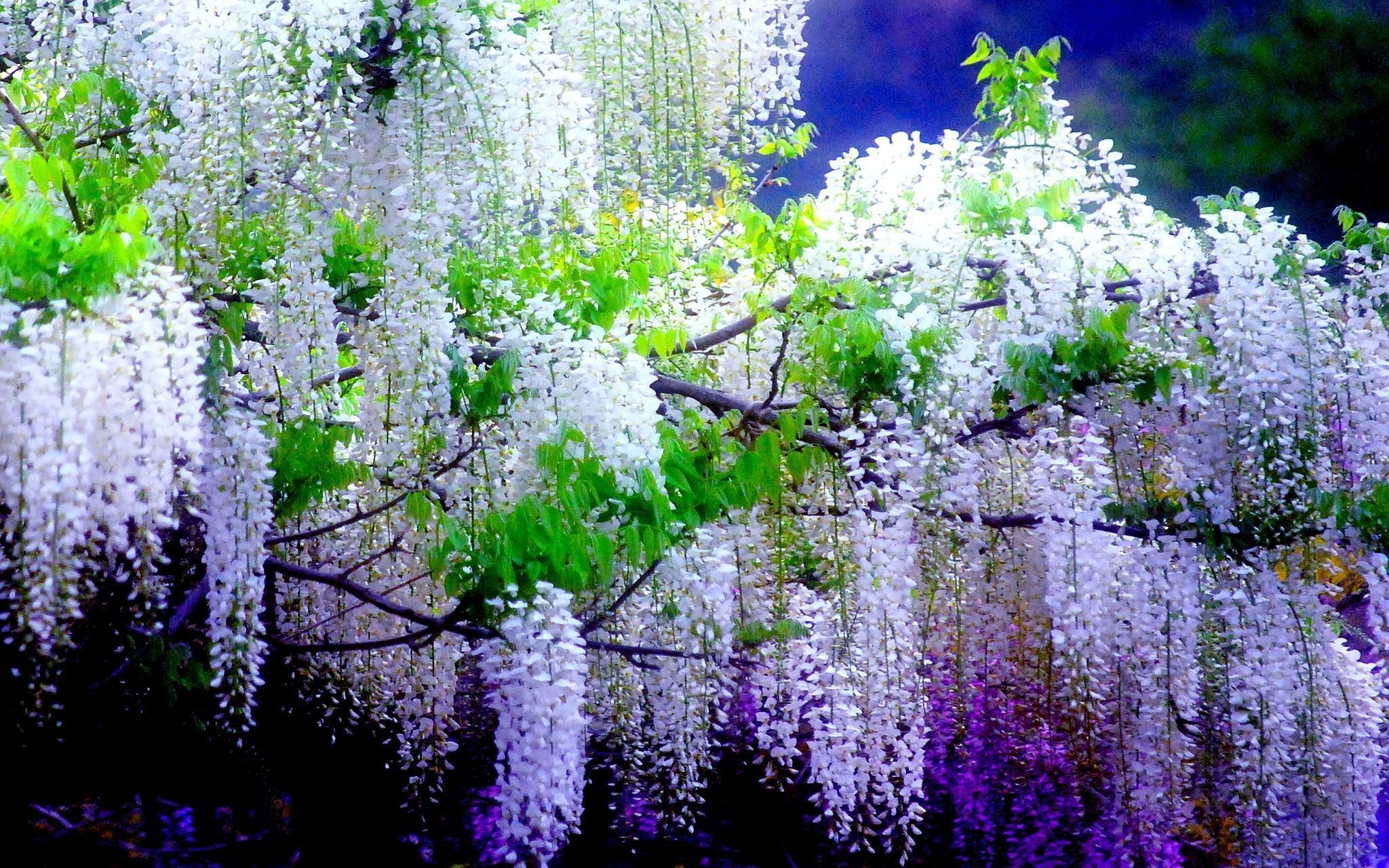 2050x1280 Wisteria HD Desktop Wallpaper for Widescreen, High Definition, Desktop