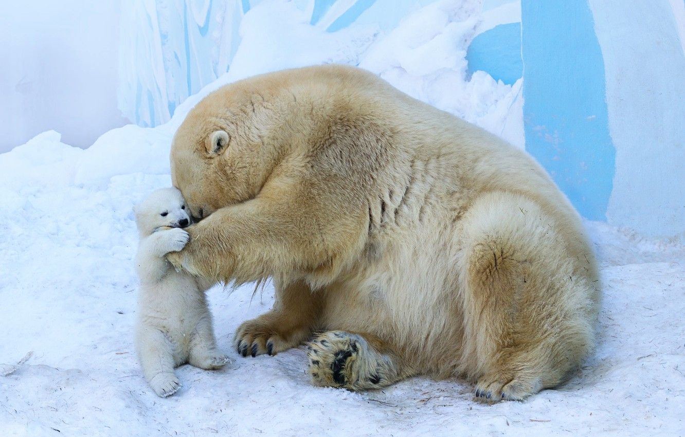 1340x850 Wallpaper a mother's love, bear, bear image for desktop, section, Desktop