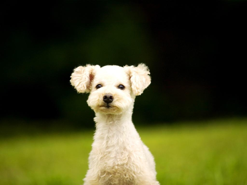 1030x770 Toy Poodle, Desktop