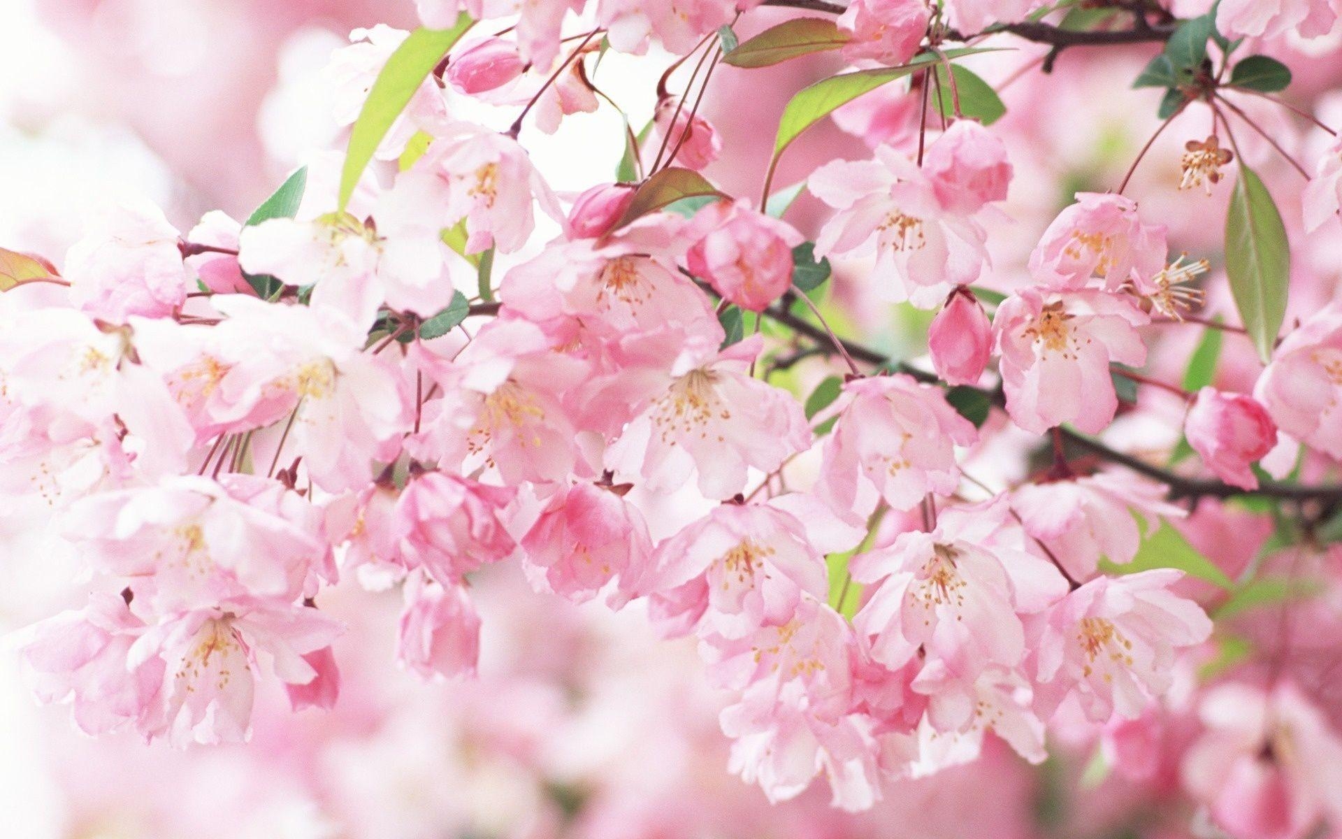 1920x1200 Sakura Flower wallpaper, Desktop