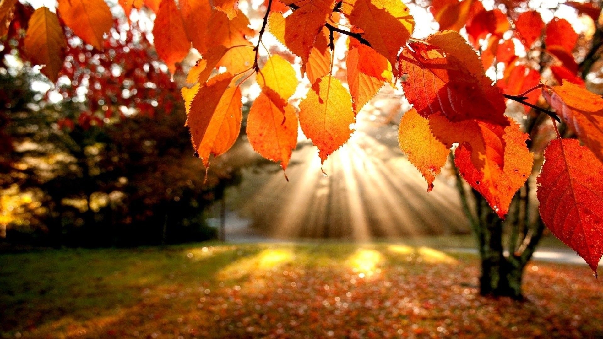 1920x1080 Autumn HD Wallpaper, Desktop