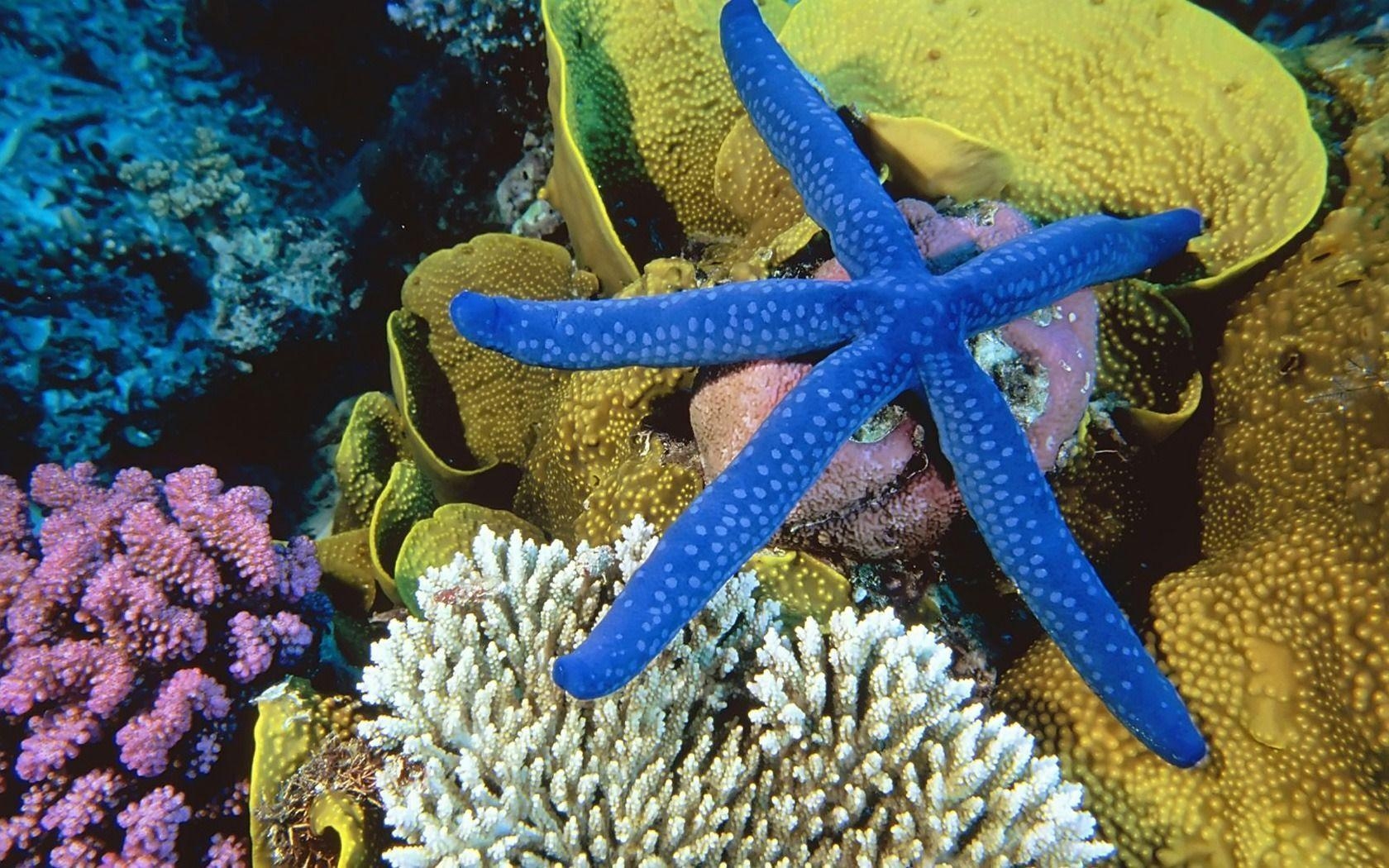 1680x1050 Sea Star Wallpaper Other Animals Wallpaper in jpg format for free, Desktop