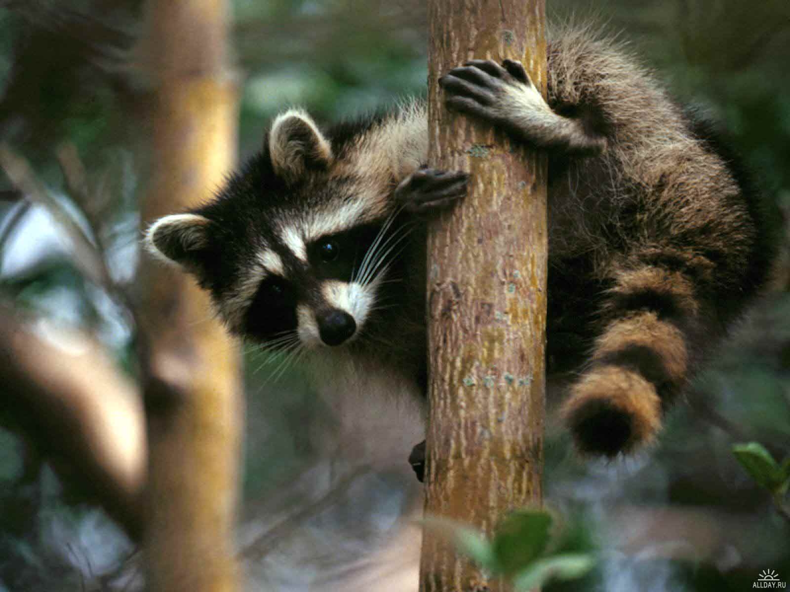 1600x1200 Raccoons Wildlife Animal Pest Control, Desktop