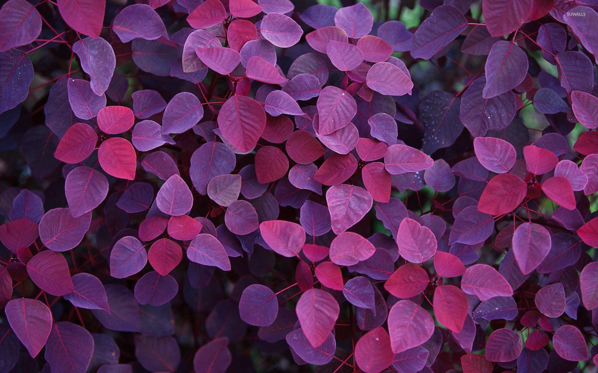 1920x1200 Purple leaves wallpaper wallpaper, Desktop