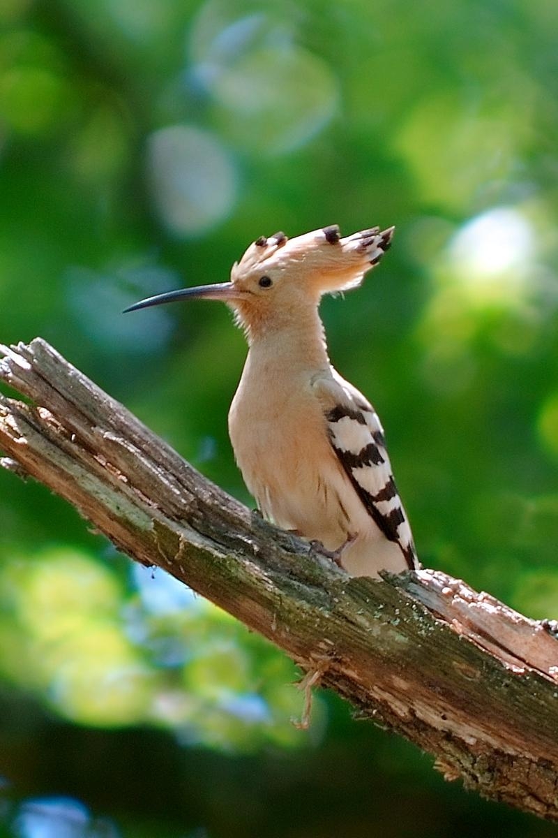 800x1200 Download wallpaper  hoopoe, bird, green, branch, Phone