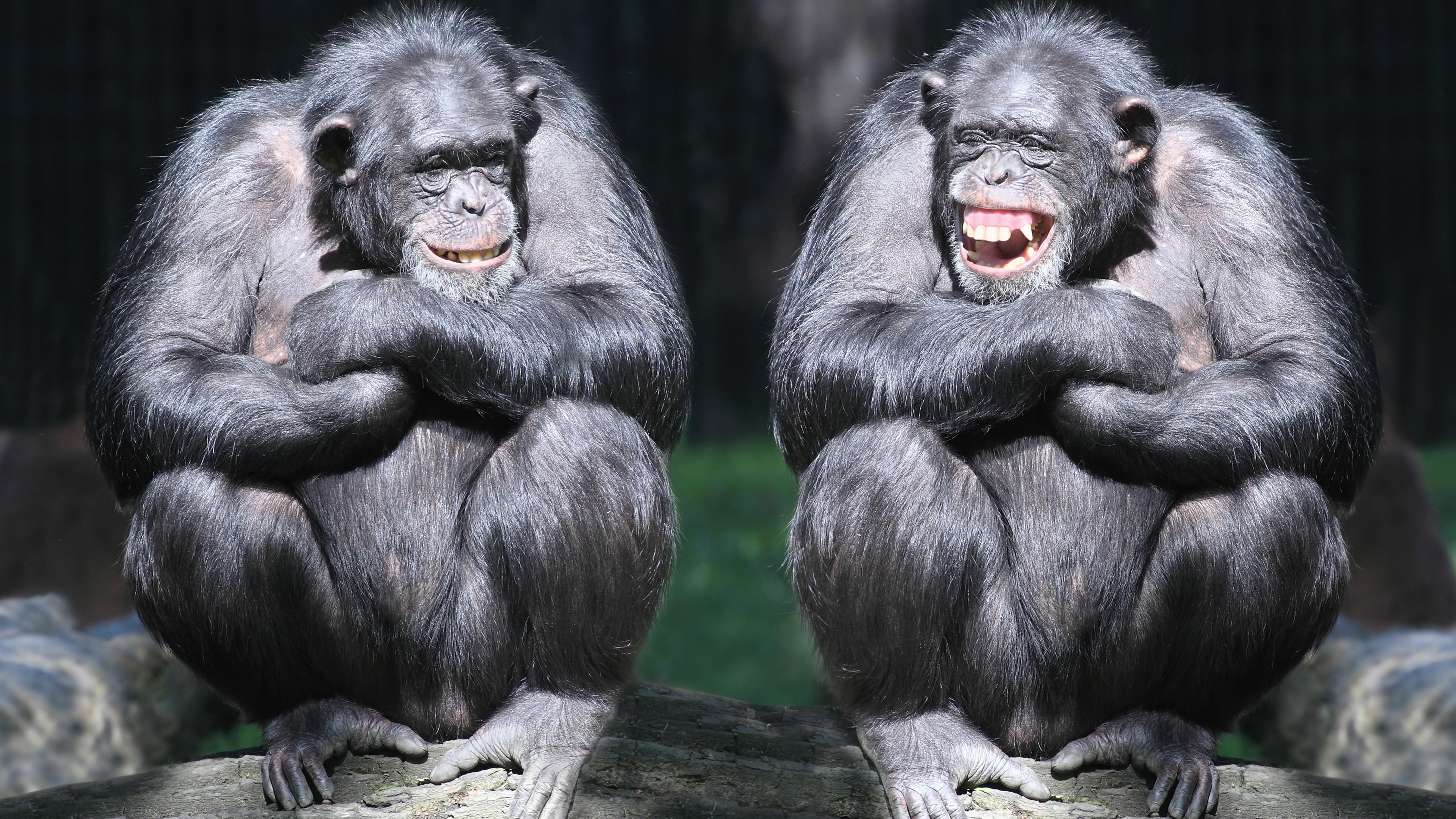 5120x2880 Wallpaper chimpanzee, couple, cute animals, monkey, funny, Animals, Desktop