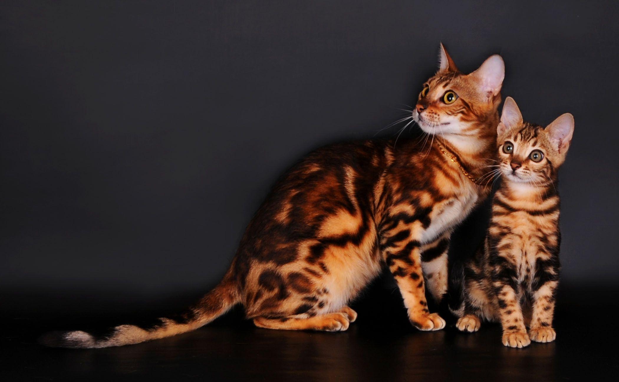 2100x1300 Bengal cats on a gray background wallpaper and image, Desktop