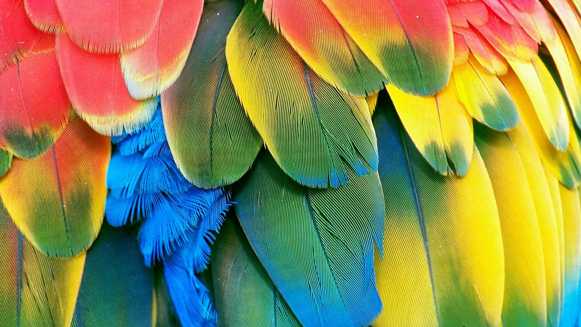 1920x1080 Parrot Wallpaper, Desktop