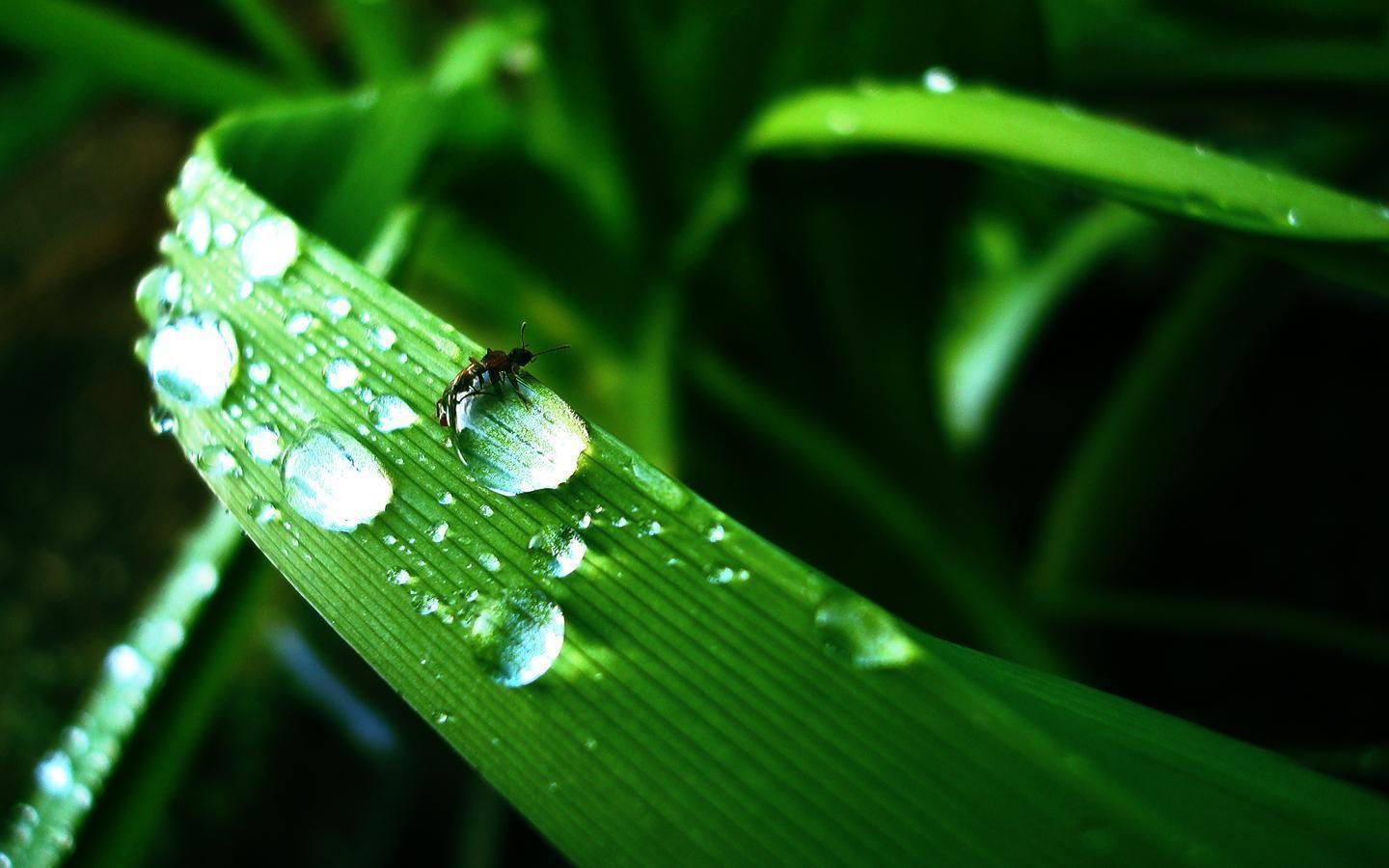 1440x900 Water Drops HD Wallpaper. Water Drops Image and Picture. Cool, Desktop