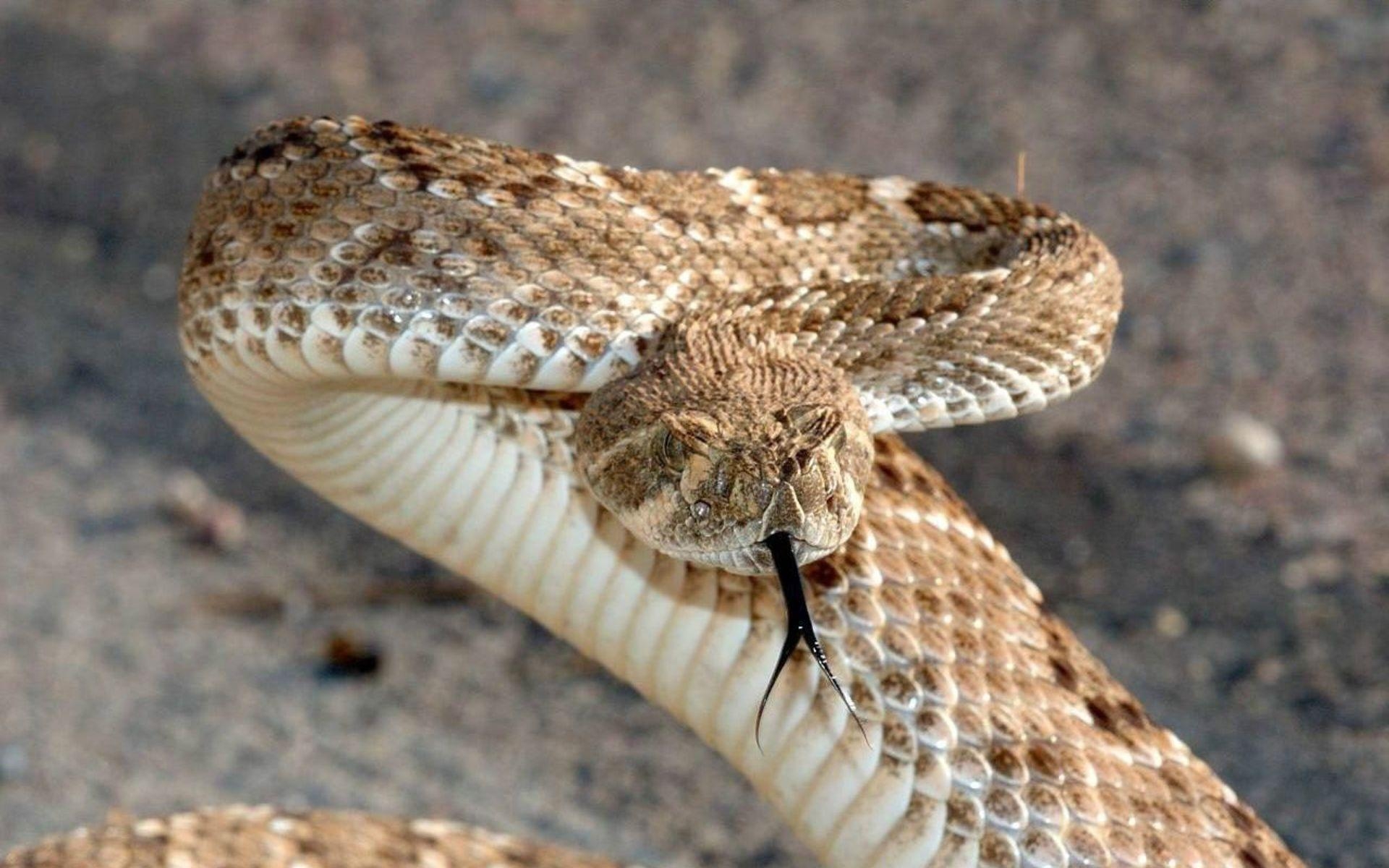 1920x1200 Policy Linking Canebrake Rattlesnake 500 X 329 154 Kb Jpeg, Desktop