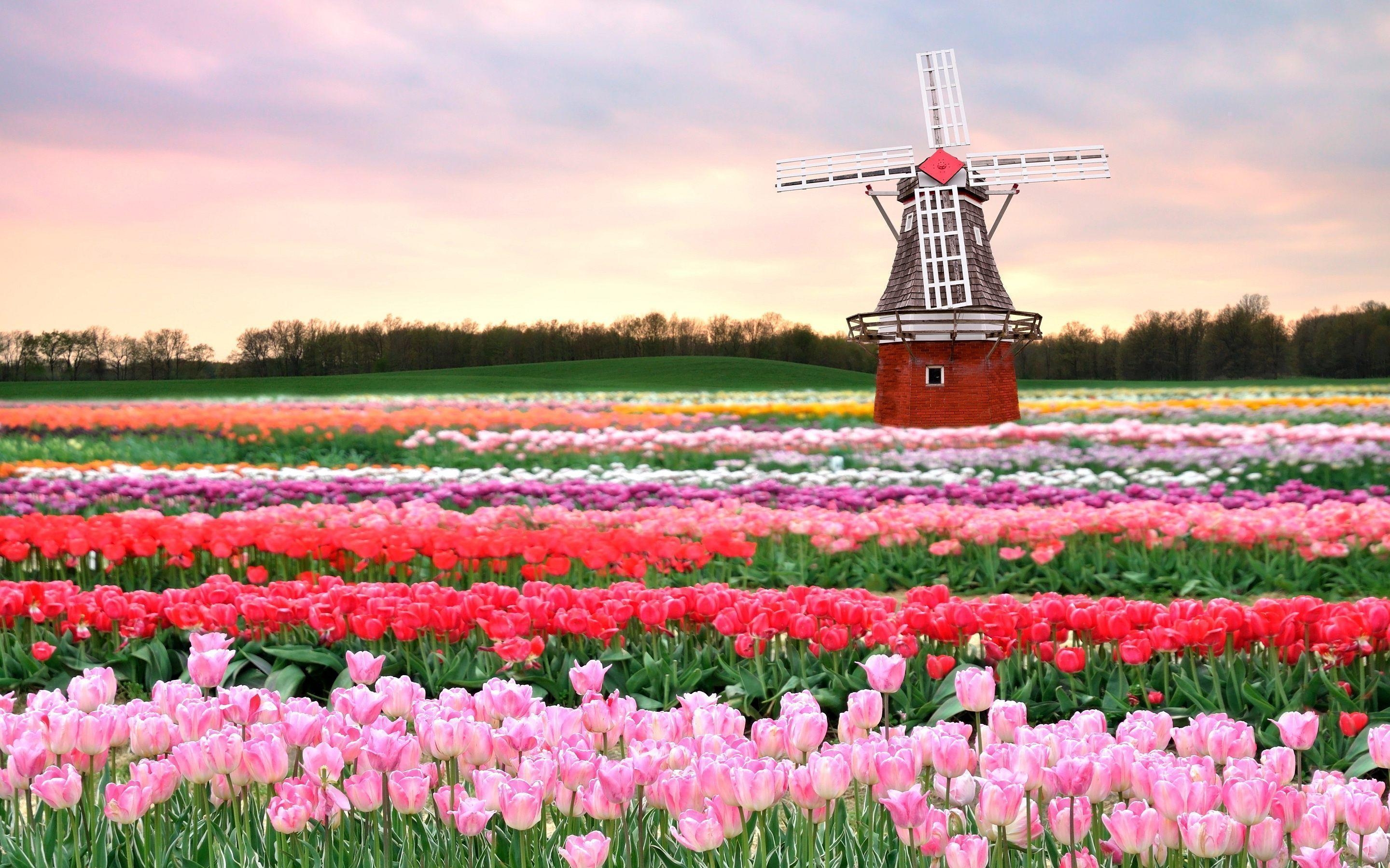 2880x1800 Tulip Field Wallpaper, Desktop