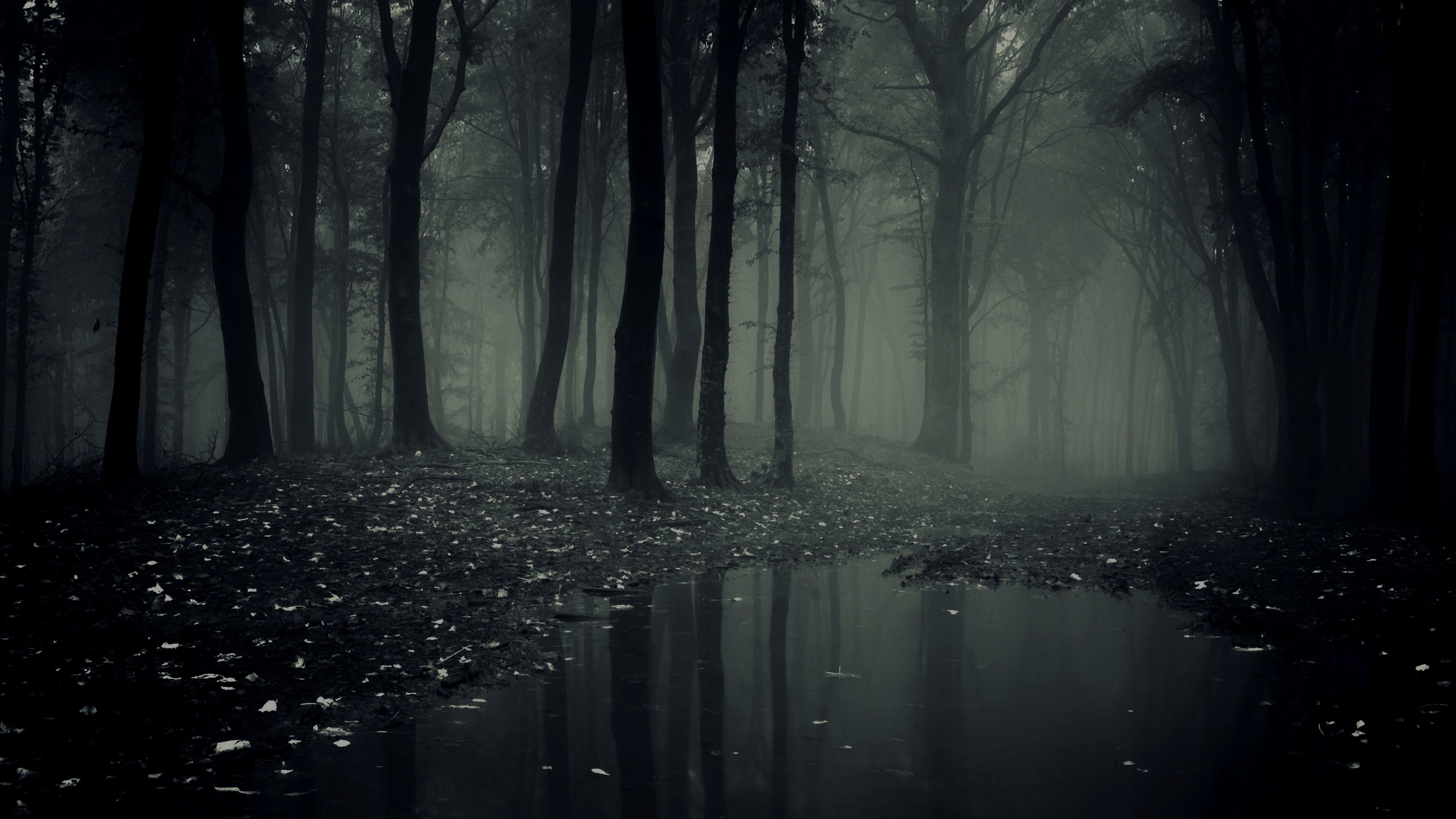 3840x2160 Creepy Forest Wallpaper Free Creepy Forest Background, Desktop