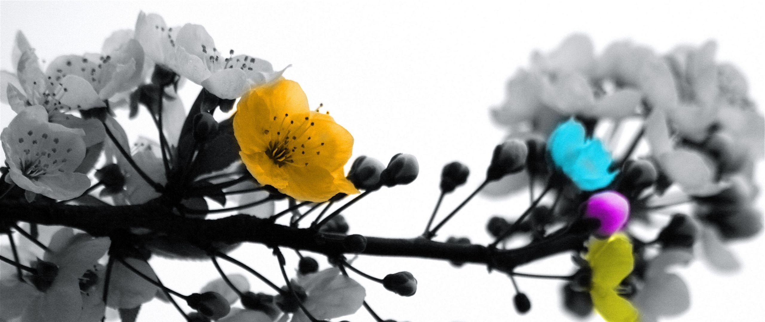 2560x1080 Download wallpaper  blossom, branch, black white, colored, Dual Screen