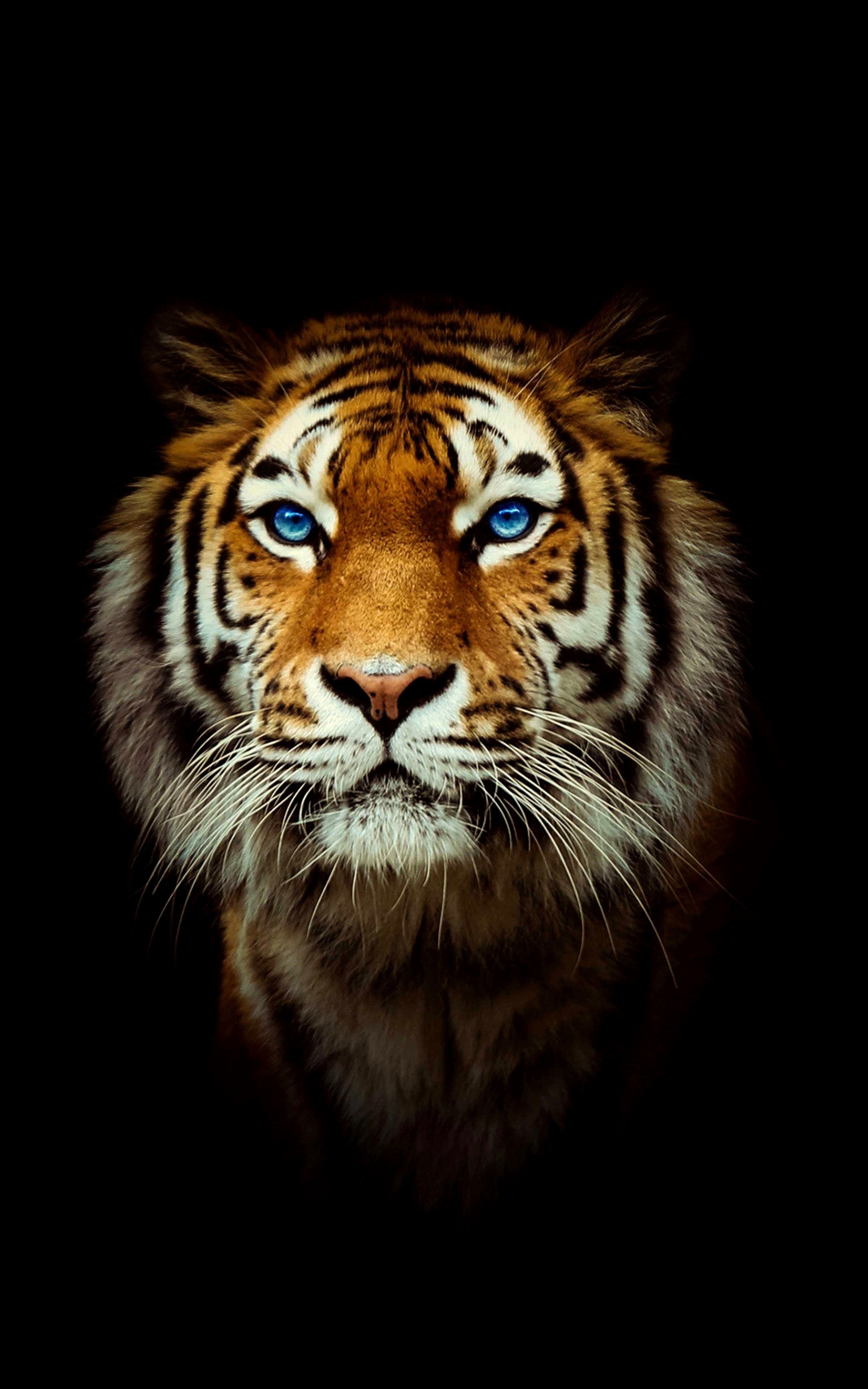 2400x3840 4K Tiger Wallpaper Free 4K Tiger Background, Phone