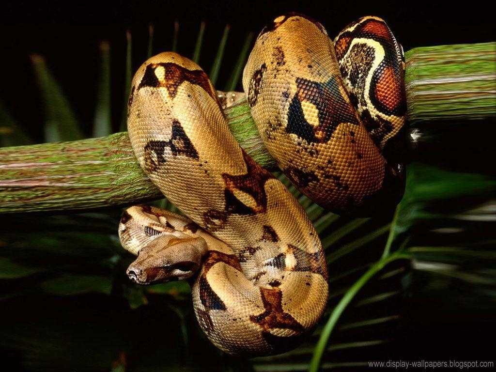 1030x770 Best ideas about Snake Wallpaper Nature ×. Boas, Desktop