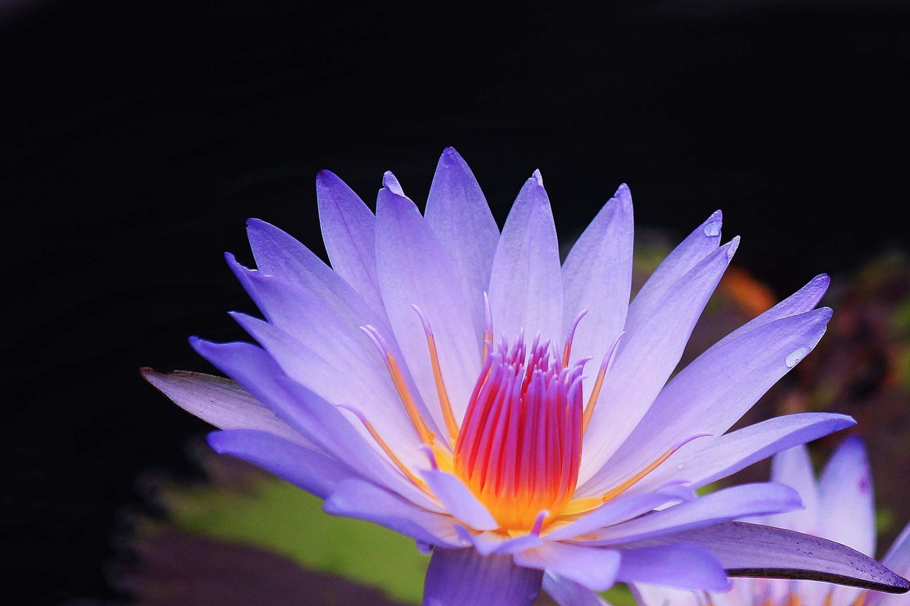 1800x1200 Purple Water Lily. HD Flowers Wallpaper for Mobile and Desktop, Desktop