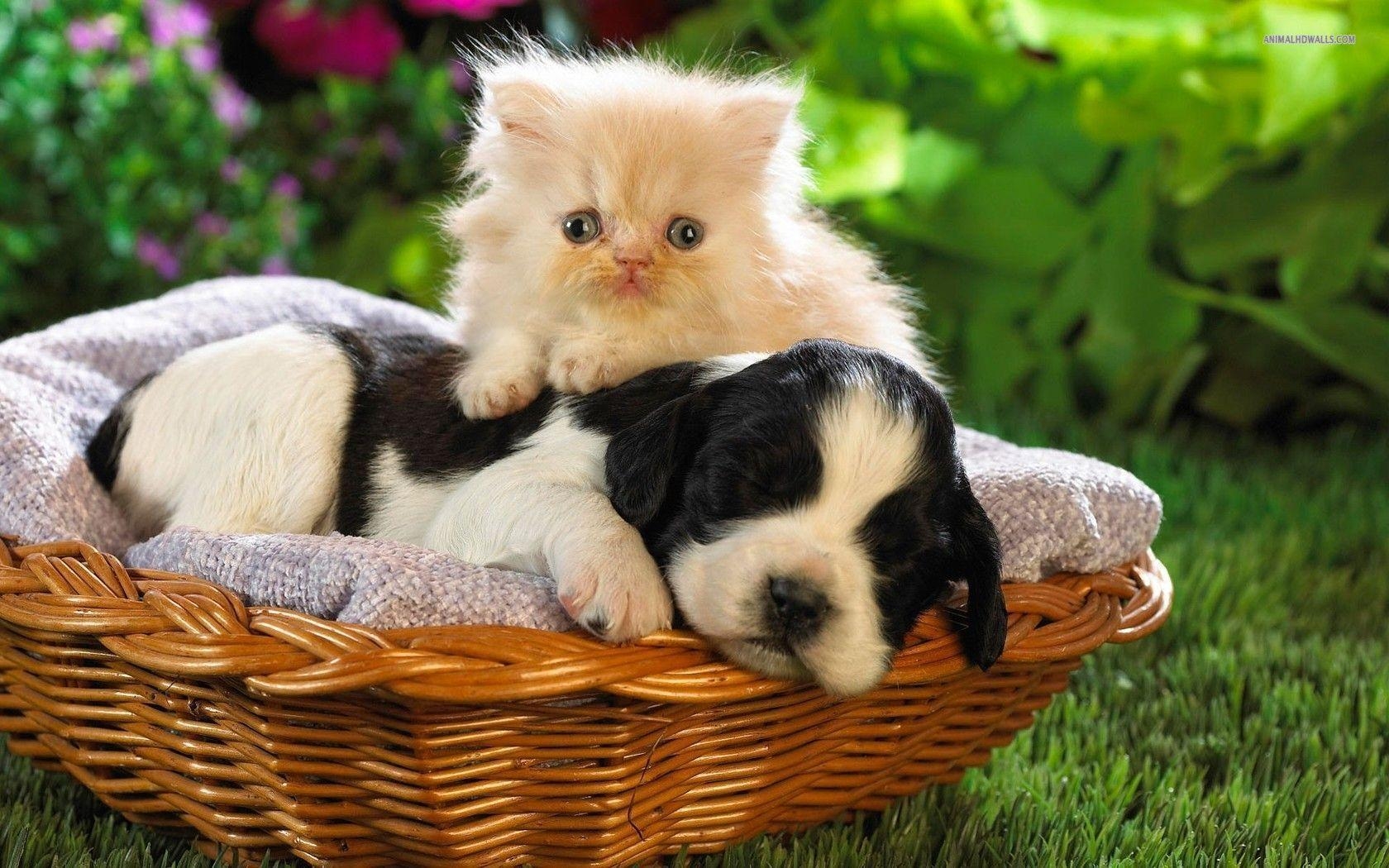 1680x1050 Kitty World: Kitten And Puppy Wallpaper, Desktop