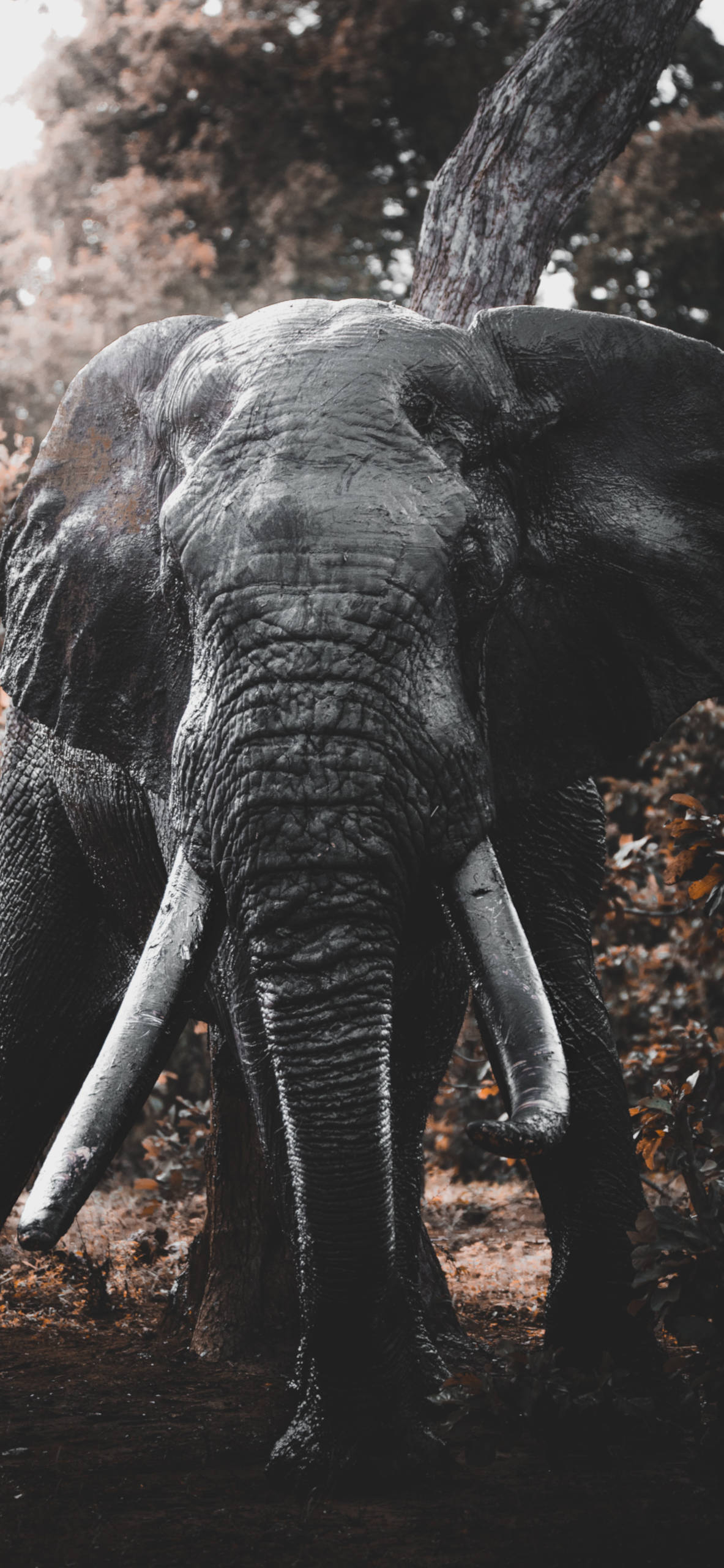 1190x2560 Elephant Wallpaper for iPhone Pro Max, X, 6, Phone