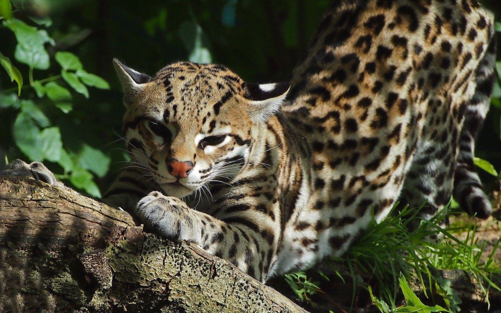 1680x1050 Download wallpaper ocelot, wildcat, predator, snout free desktop, Desktop