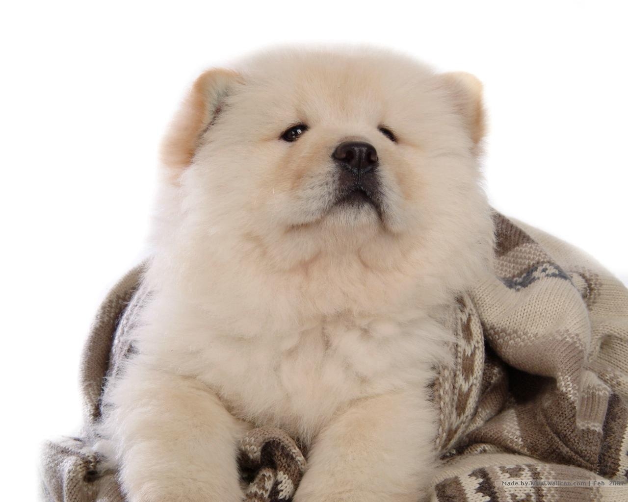 1280x1030 Chow Chow Wallpaper 4K ( px), Desktop