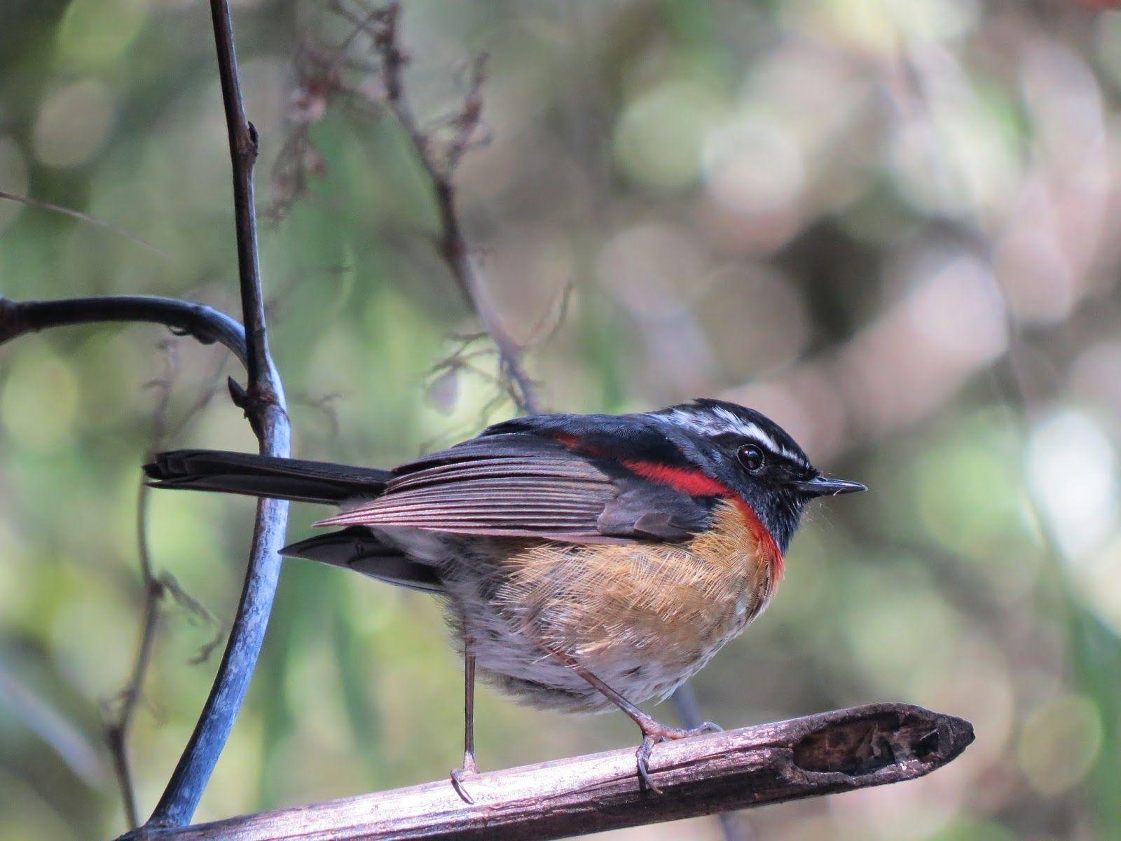 1600x1200 アリサンヒタキ Collared Bush Robin, Johnstone's Robin, Desktop