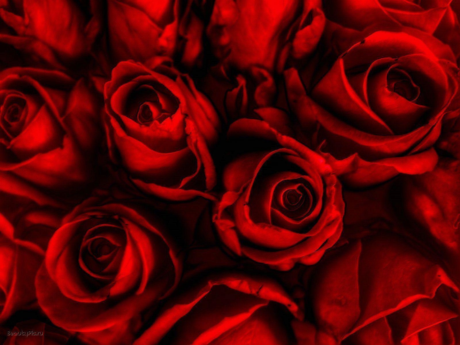 1600x1200 Rose wallpaper, Desktop