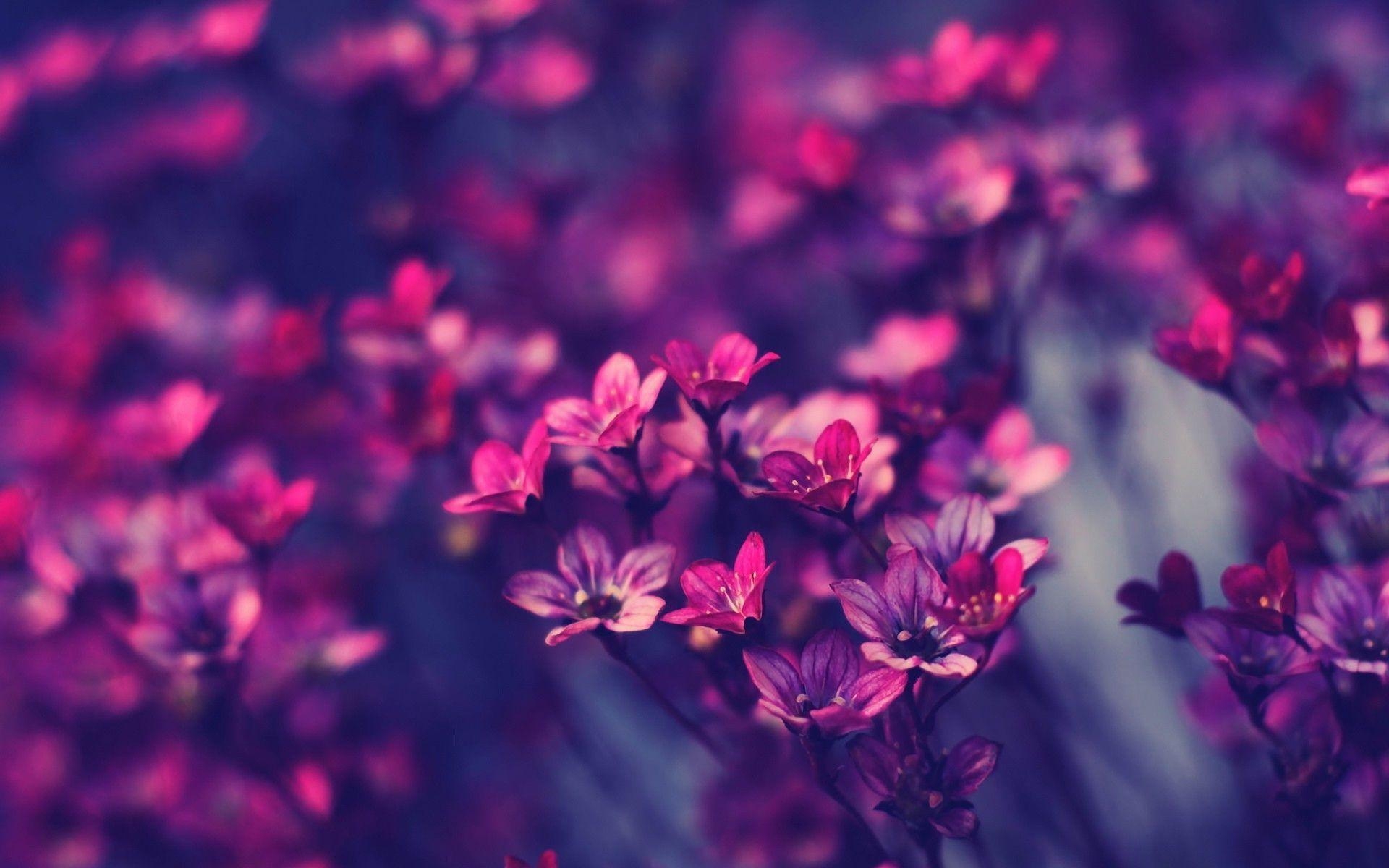 1920x1200 Purple Flowers Wallpaper HD wallpaper search, Desktop