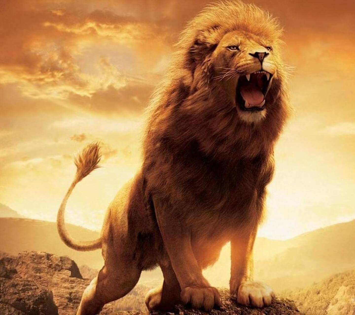 1440x1280 Lion Wallpaper HD 1080p, Desktop