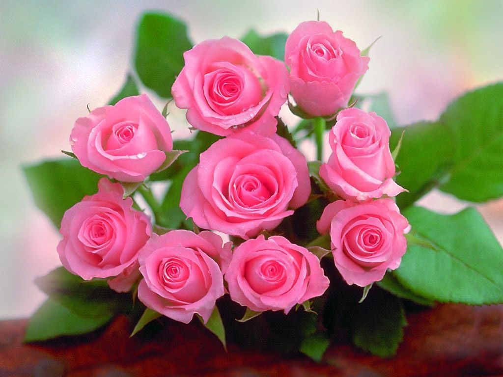 1030x770 Artline, Feel The Creation!: Beautiful Lovely Pink Roses HD wallpaper, Desktop