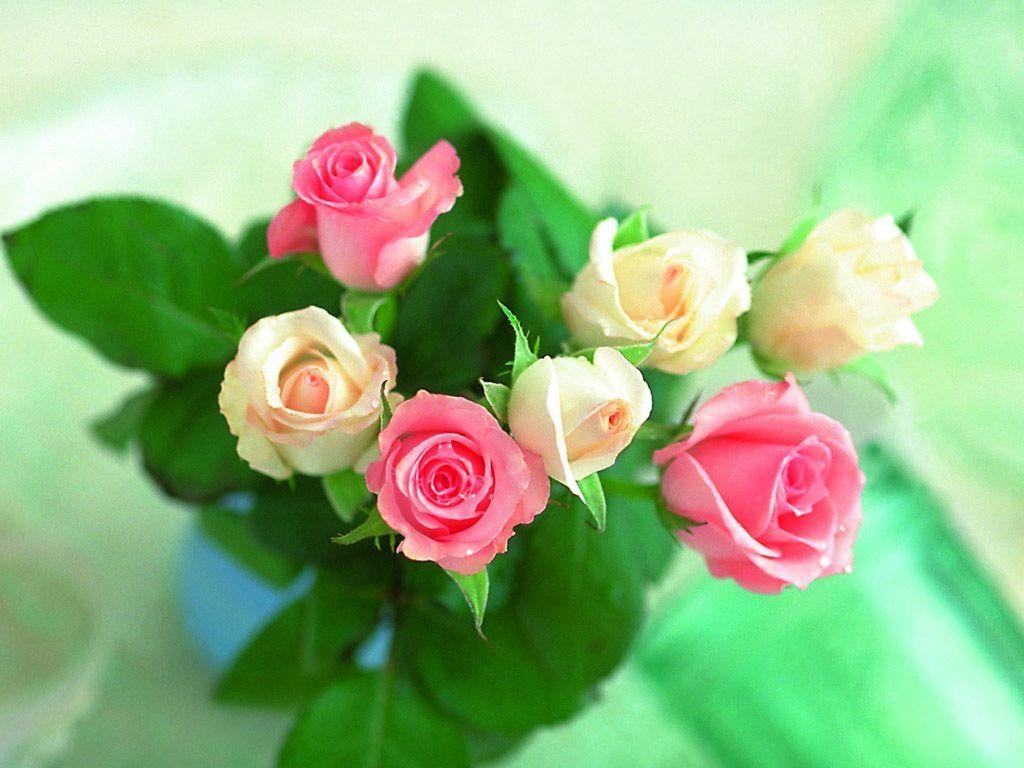 1030x770 Beautiful Things image Beautiful Roses wallpaper HD wallpaper, Desktop