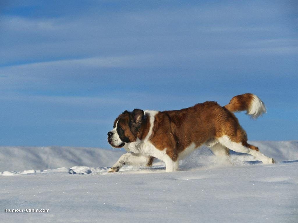 1030x770 St Bernard Dog Wallpaper, Desktop