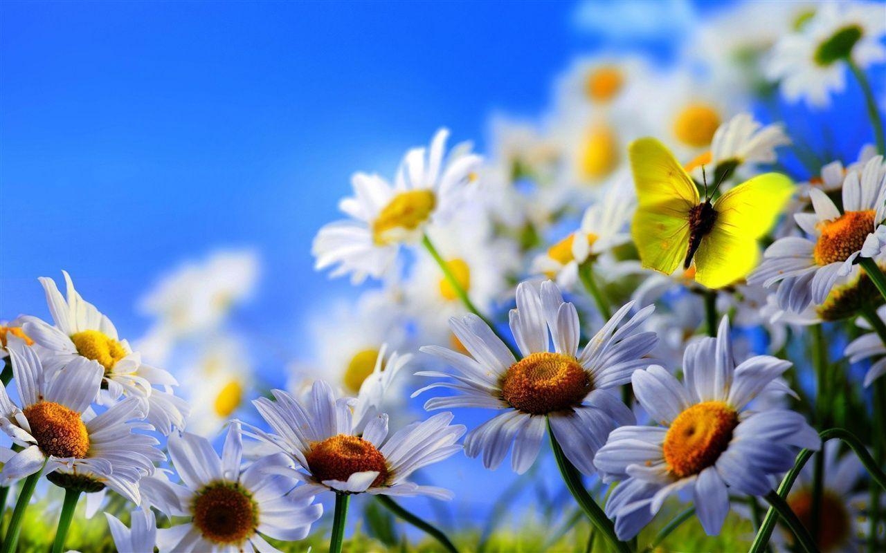 1280x800 Blue Daisy Flower Wallpaper, Desktop