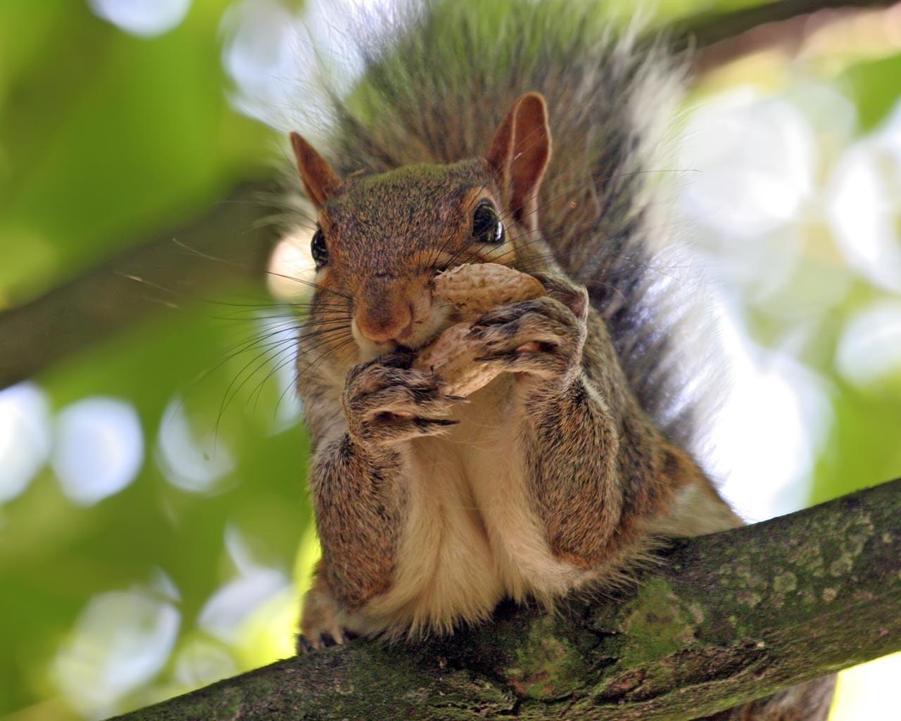 1280x1030 Squirrel Peanut wallpaper, Desktop