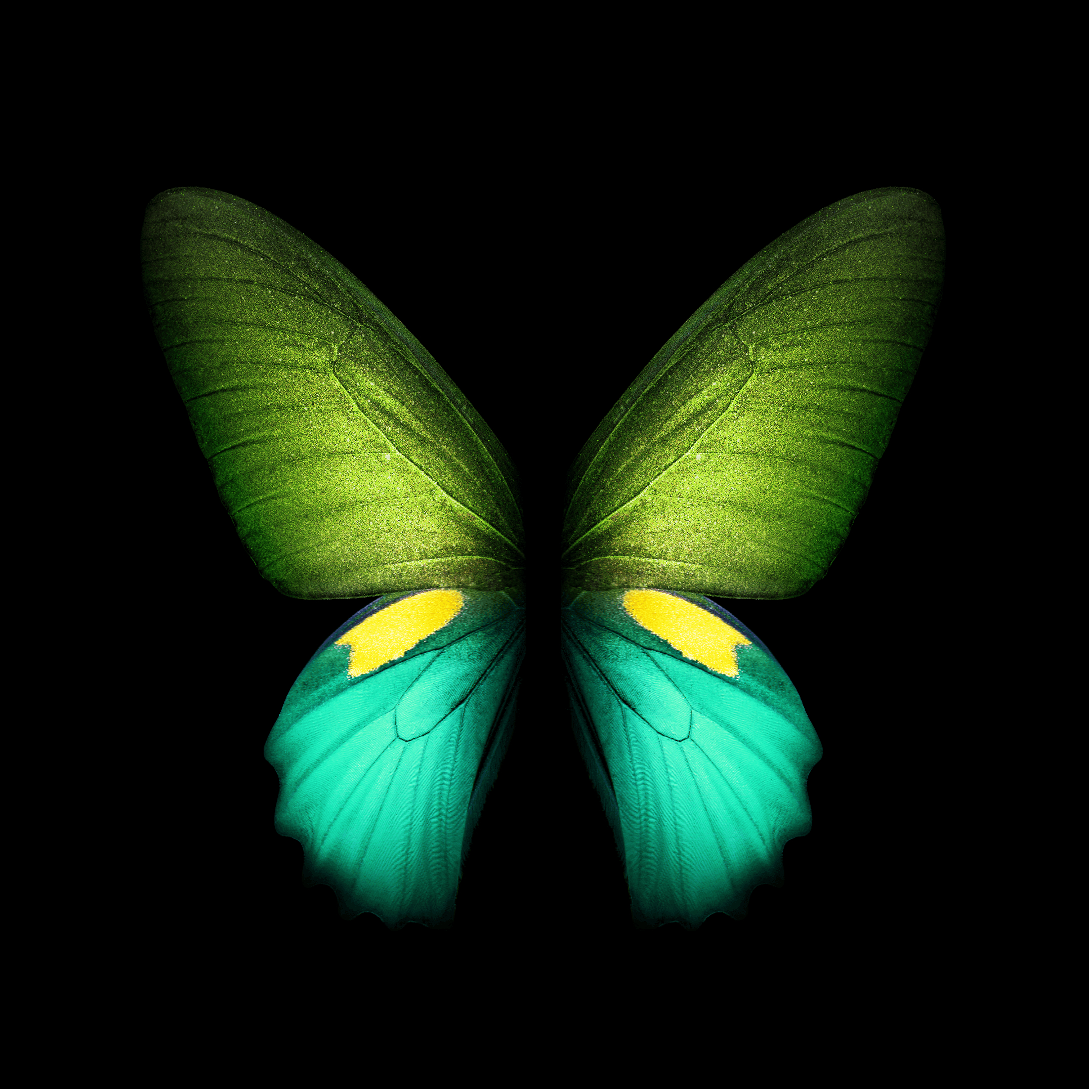 2160x2160 Samsung Galaxy Fold live and static wallpaper available for download, Phone