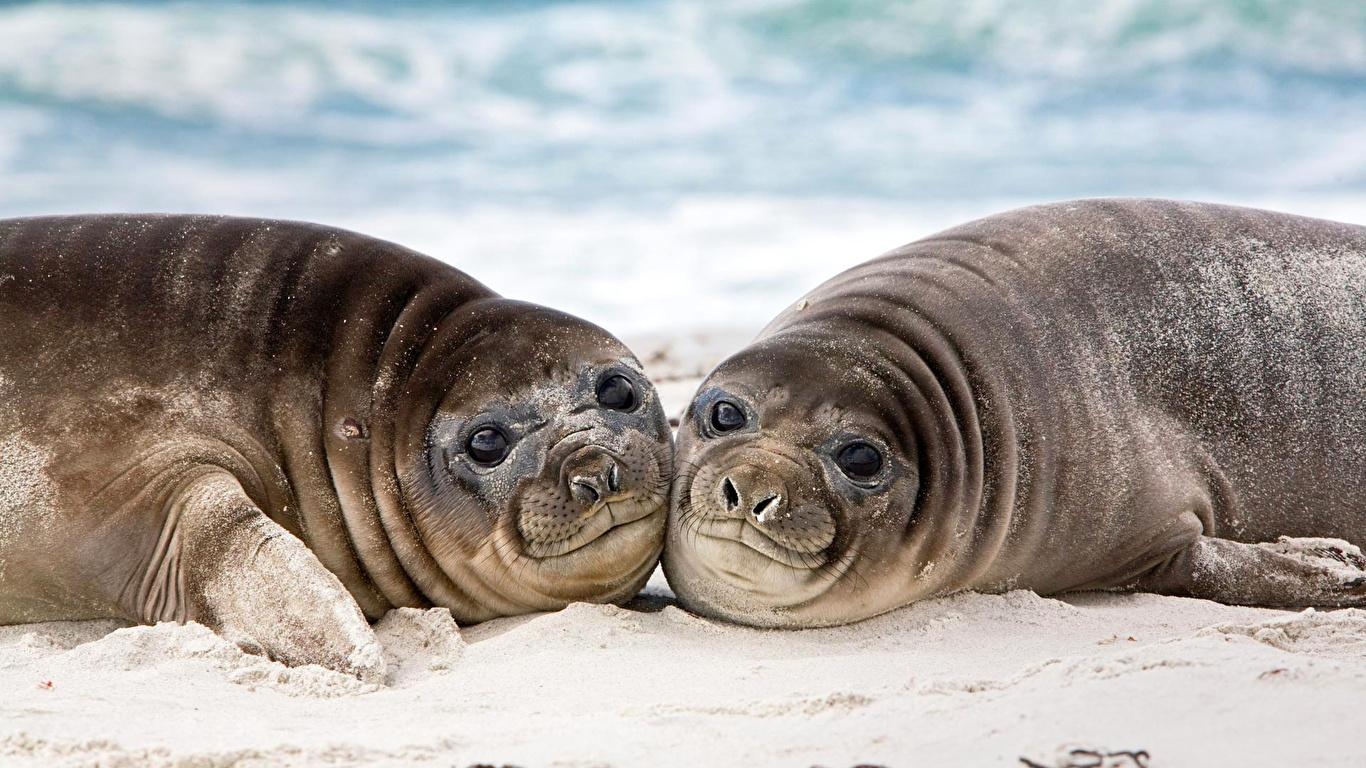 1370x770 Wallpaper Seals Eared seal 2 Animals Staring, Desktop