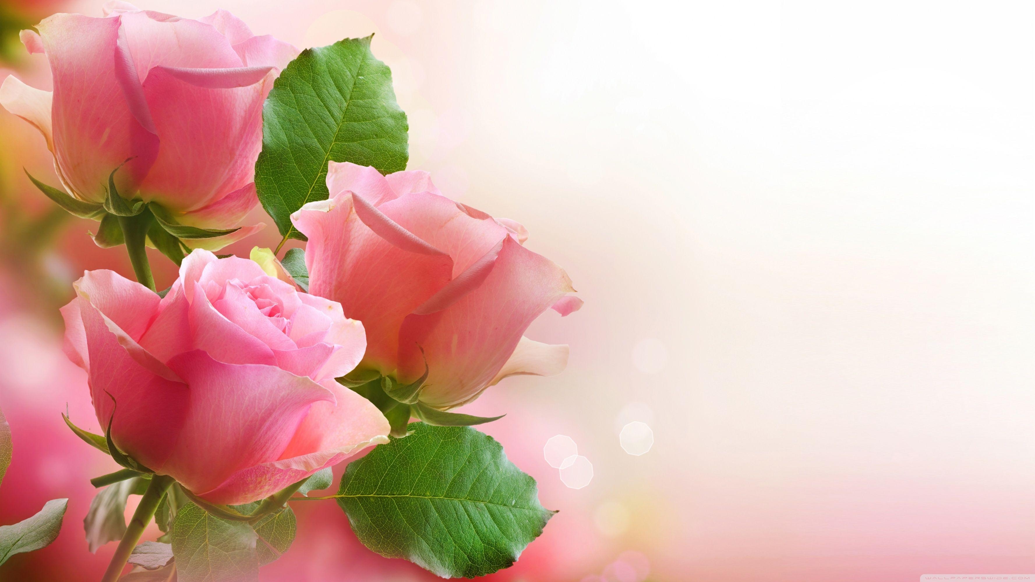 3560x2000 Light Pink Roses Ultra HD Desktop Background Wallpaper for 4K, Desktop