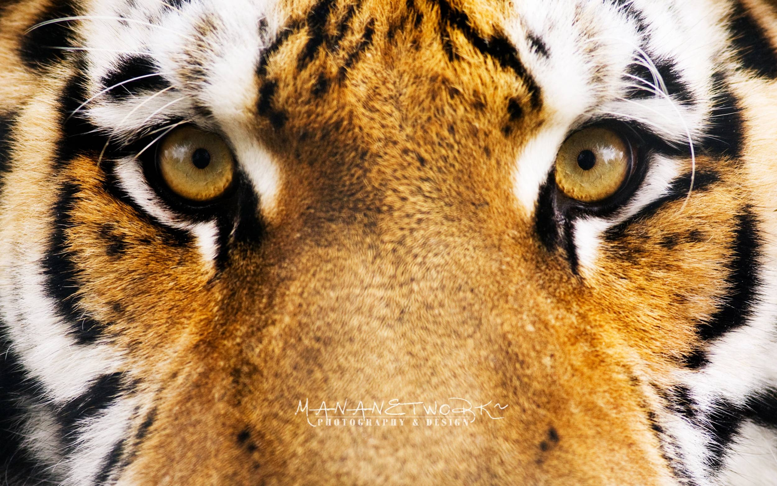 2500x1570 Tiger Image, Desktop