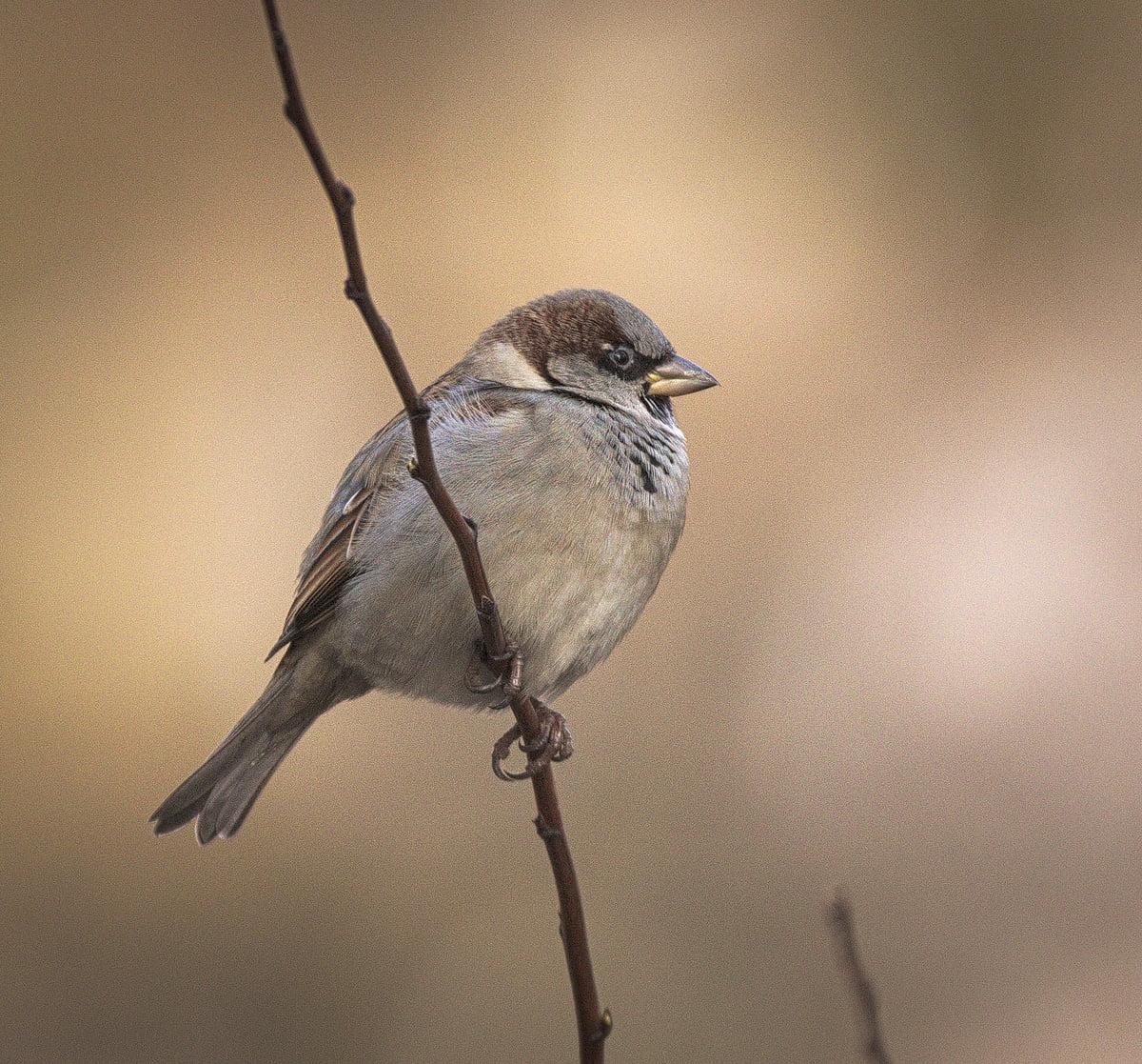 1200x1120 Closeup photo of House Sparrow HD wallpaper, Desktop