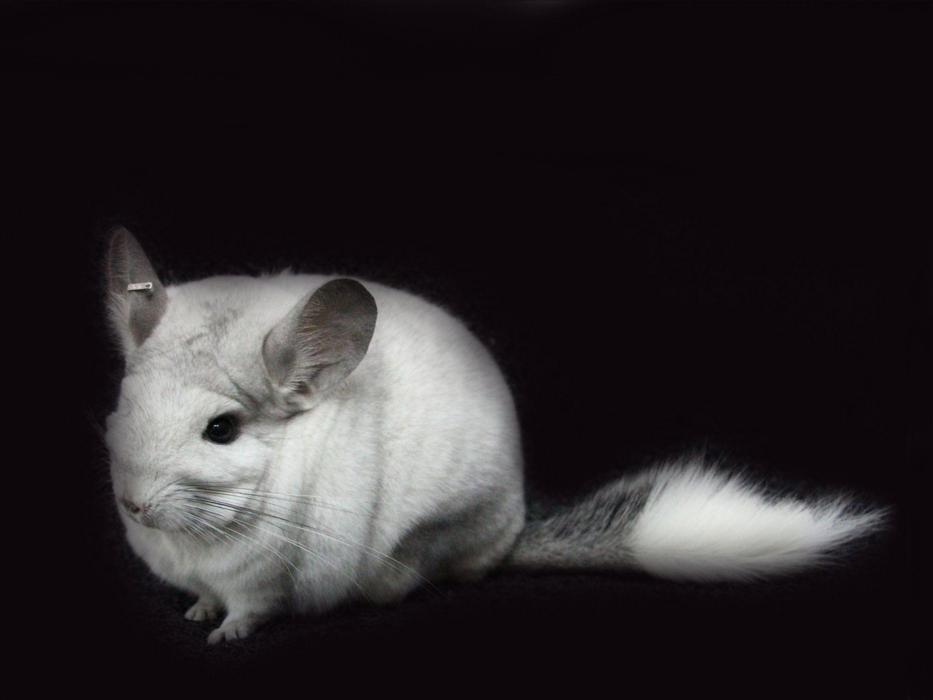 1920x1440 Chinchilla Free Domain Picture, Desktop