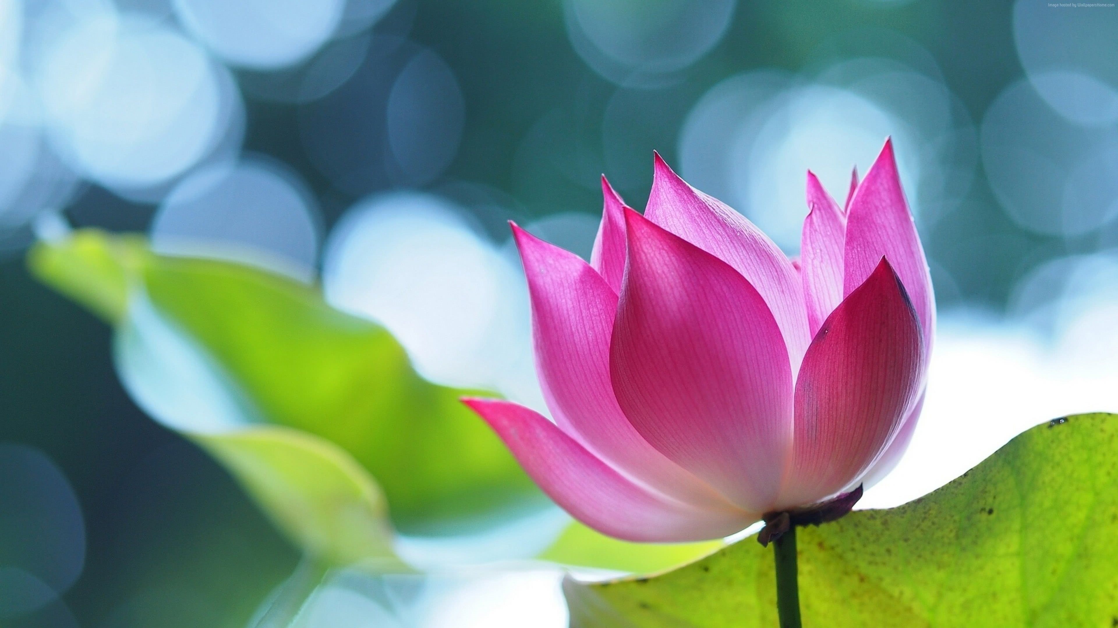 3840x2160 Pink Lotus Flower UHD 4K Wallpaper, Desktop